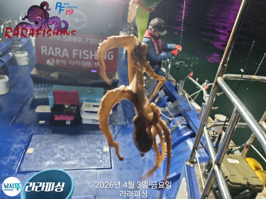 낚시뚜,낙지,돌문어,속천항(진해),라라피싱,낚시뚜1