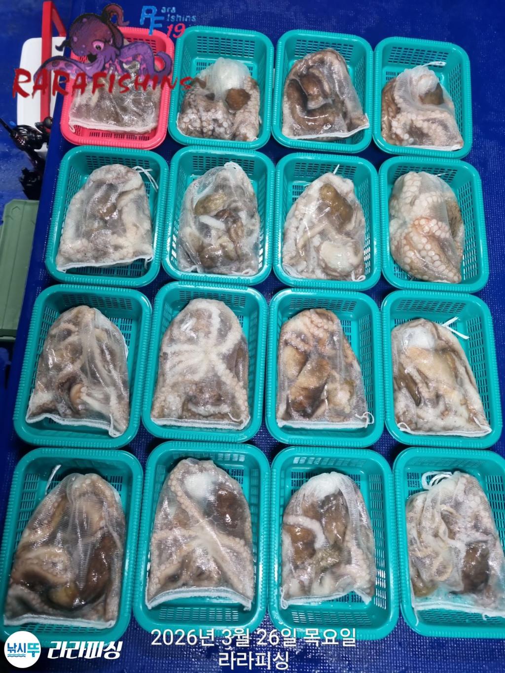 낚시뚜,낙지,속천항(진해),라라피싱,낚시뚜14
