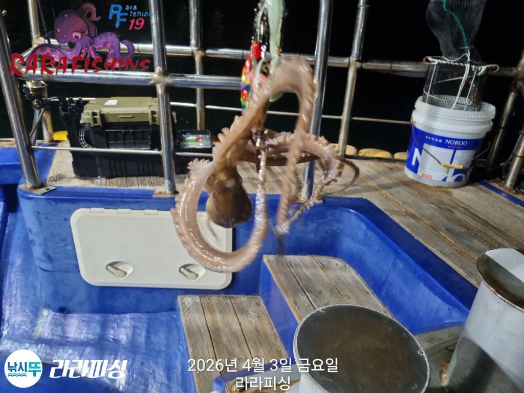 낚시뚜,낙지,속천항(진해),라라피싱,낚시뚜5