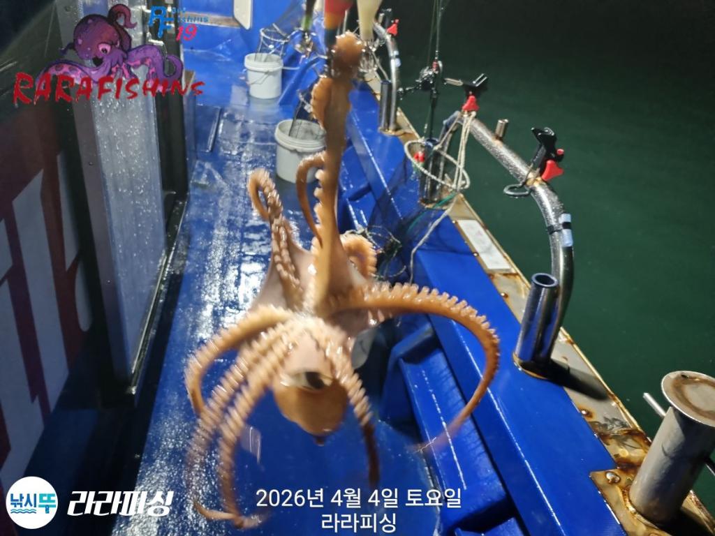 낚시뚜,낙지,속천항(진해),라라피싱,낚시뚜3
