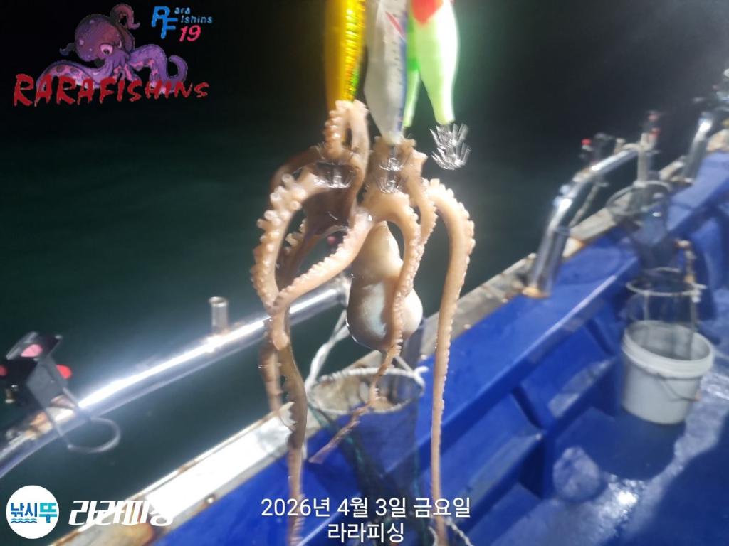낚시뚜,낙지,속천항(진해),라라피싱,낚시뚜2