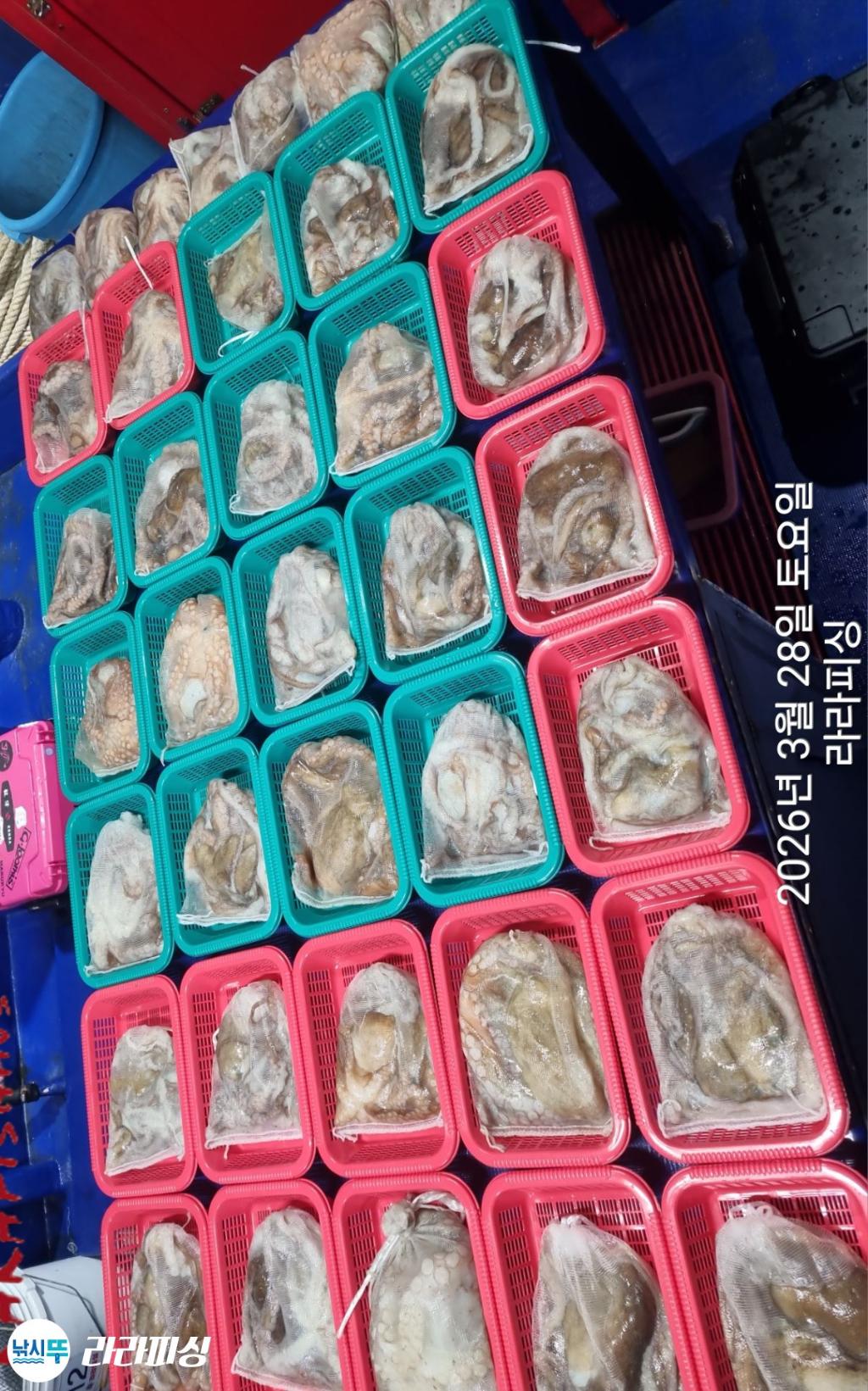 낚시뚜,낙지,속천항(진해),라라피싱,낚시뚜15