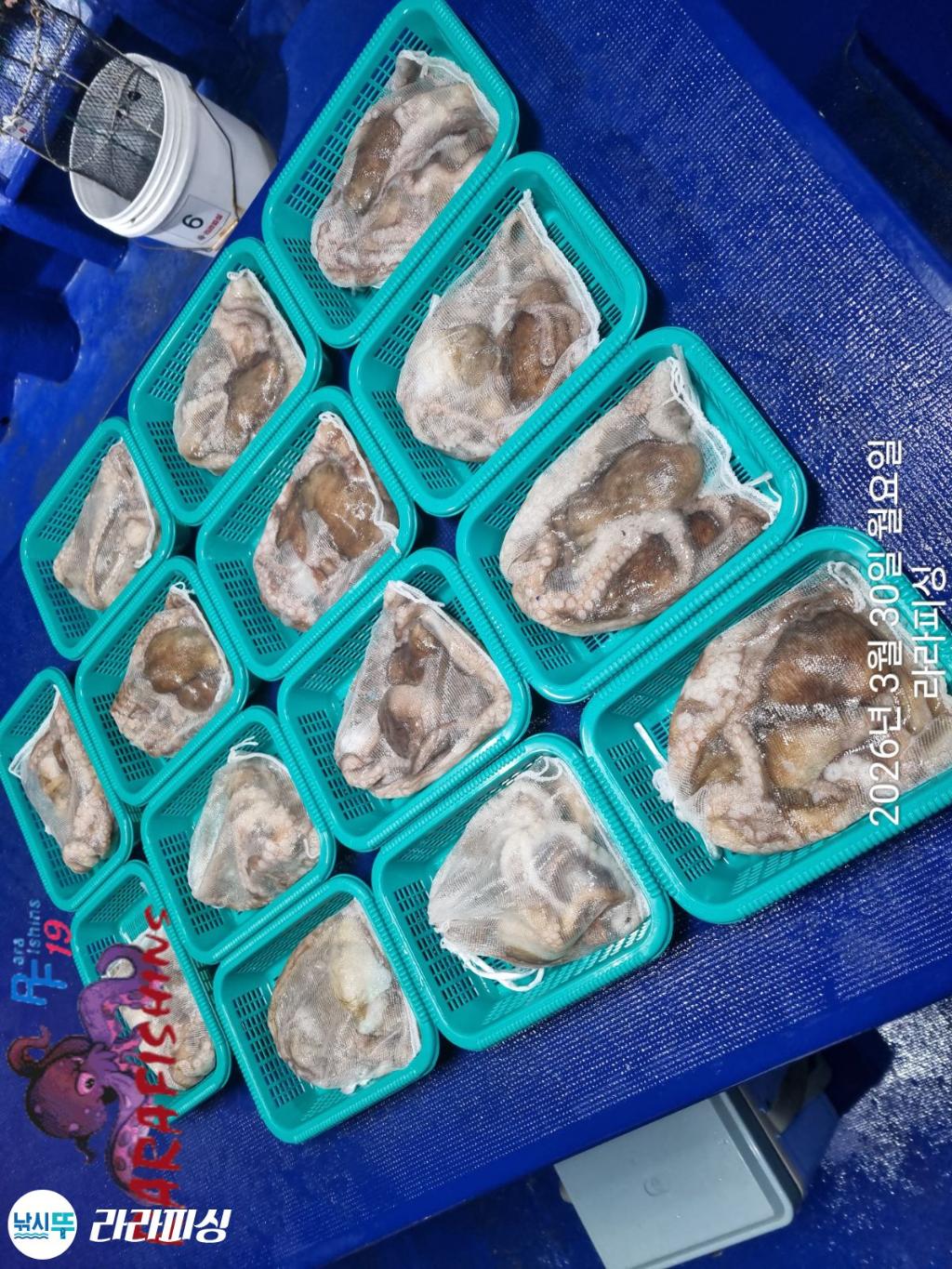 낚시뚜,낙지,속천항(진해),라라피싱,낚시뚜13