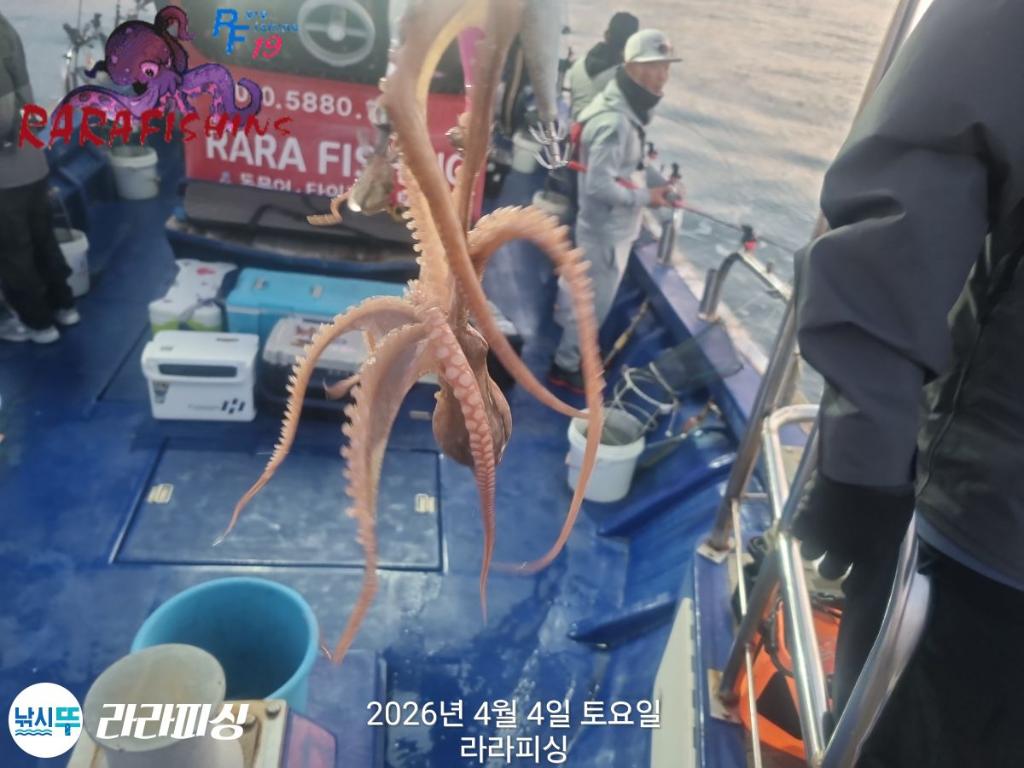 낚시뚜,낙지,속천항(진해),라라피싱,낚시뚜8