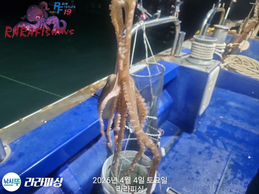 낚시뚜,낙지,속천항(진해),라라피싱,낚시뚜7