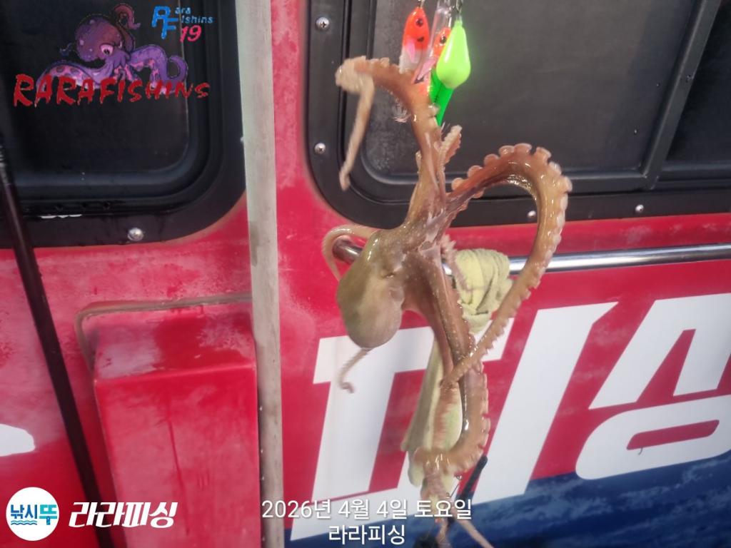 낚시뚜,낙지,속천항(진해),라라피싱,낚시뚜8