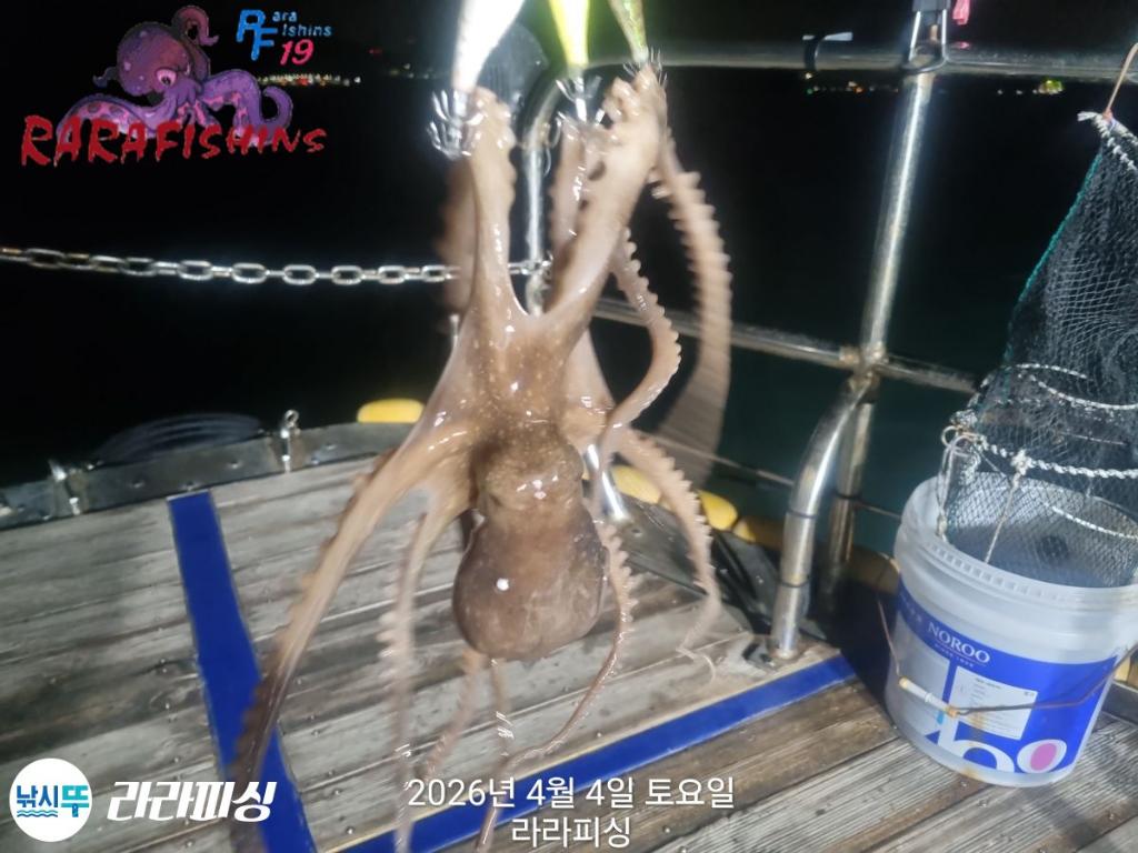 낚시뚜,낙지,속천항(진해),라라피싱,낚시뚜3