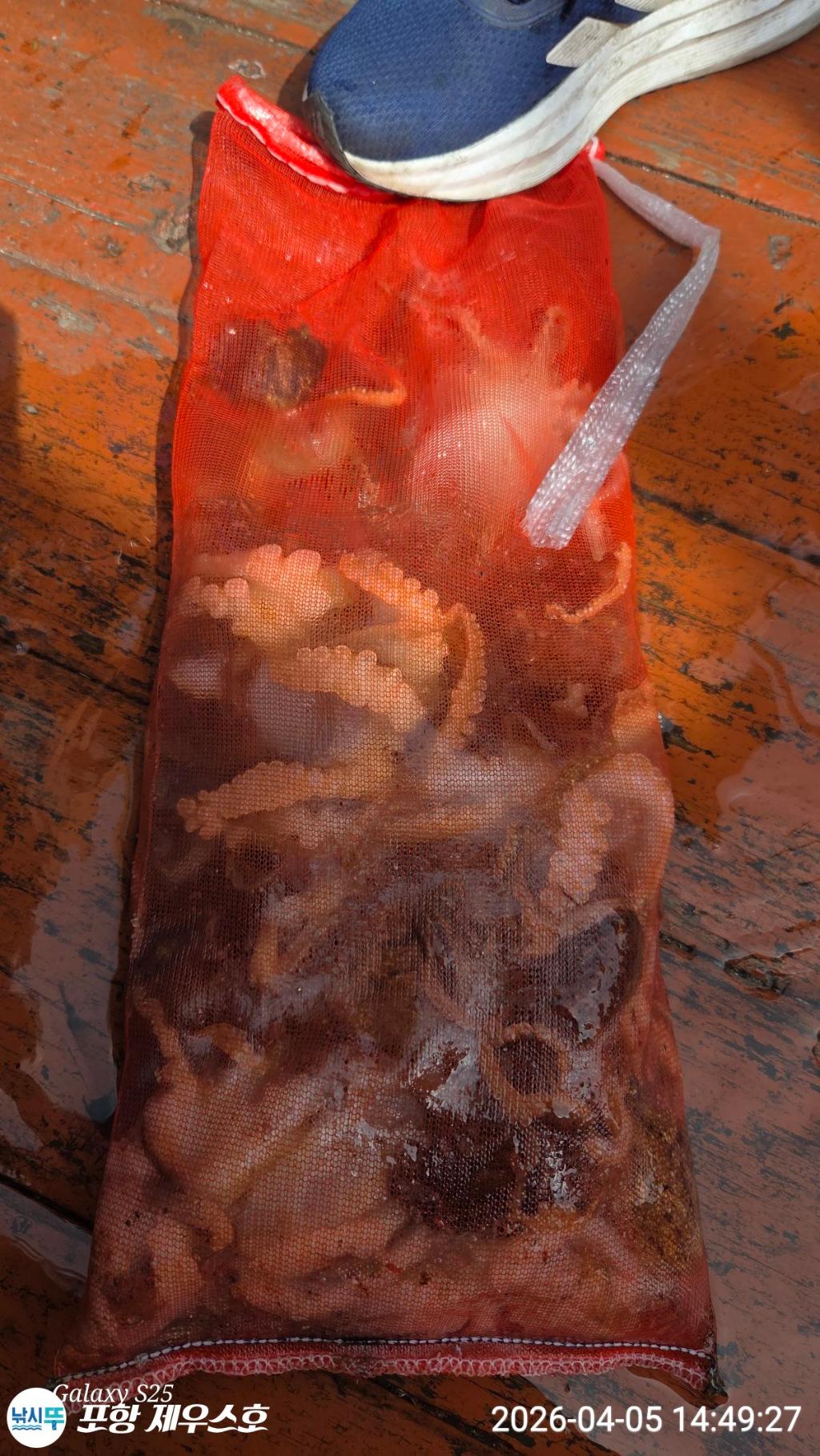 낚시뚜,쭈꾸미,영일만항,포항 제우스호,낚시뚜4