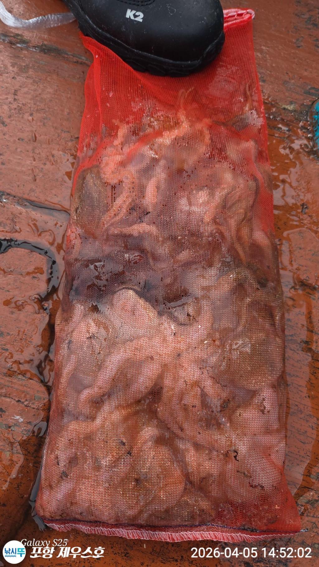 낚시뚜,쭈꾸미,영일만항,포항 제우스호,낚시뚜3