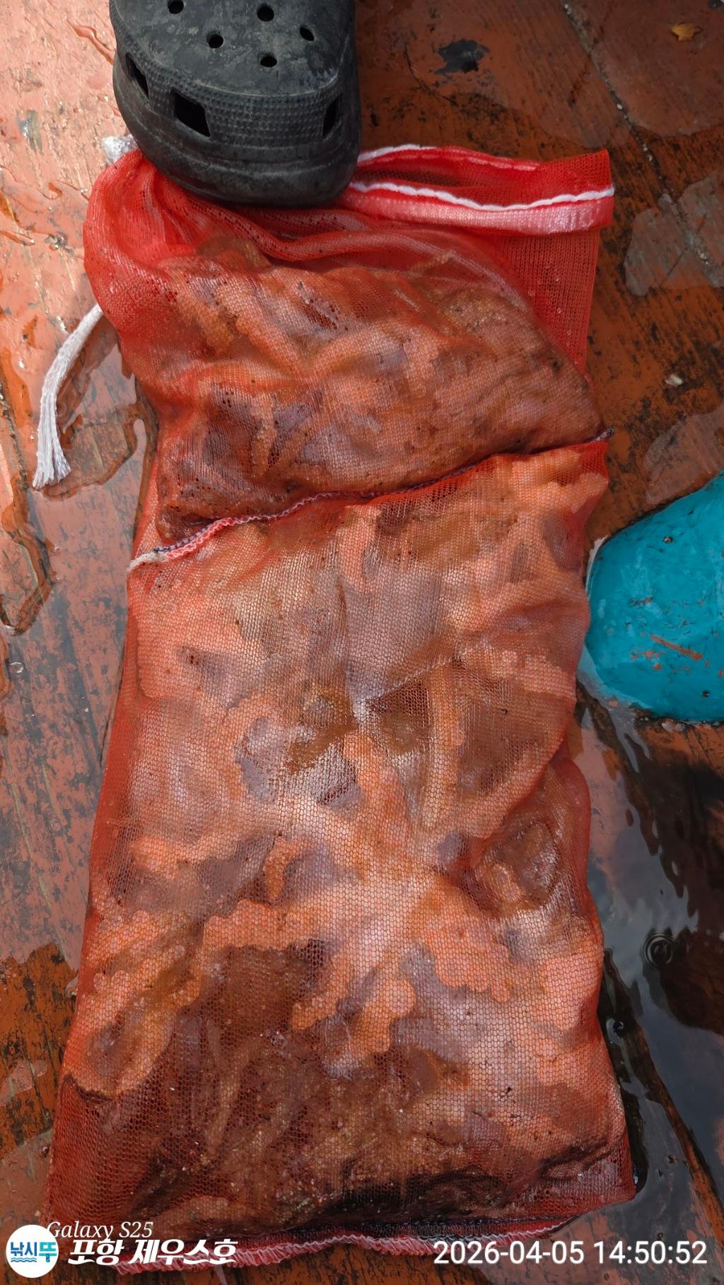 낚시뚜,쭈꾸미,영일만항,포항 제우스호,낚시뚜2