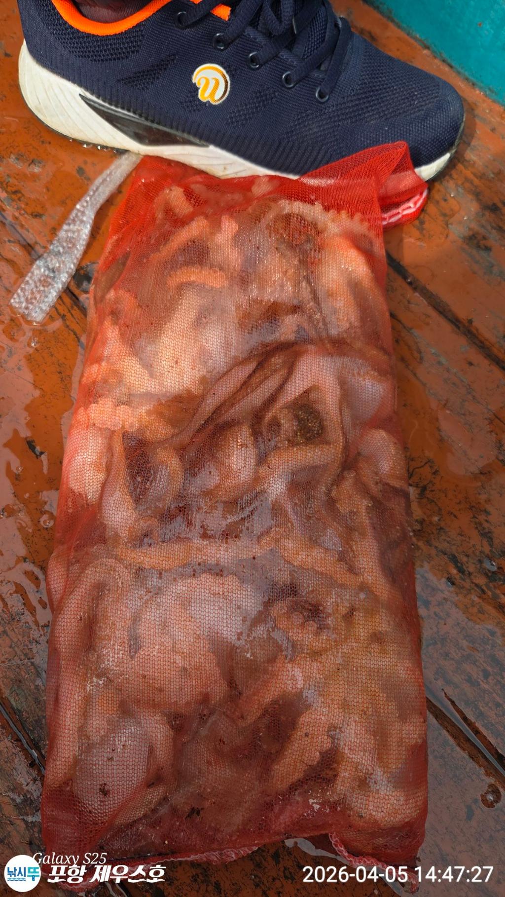 낚시뚜,쭈꾸미,영일만항,포항 제우스호,낚시뚜1