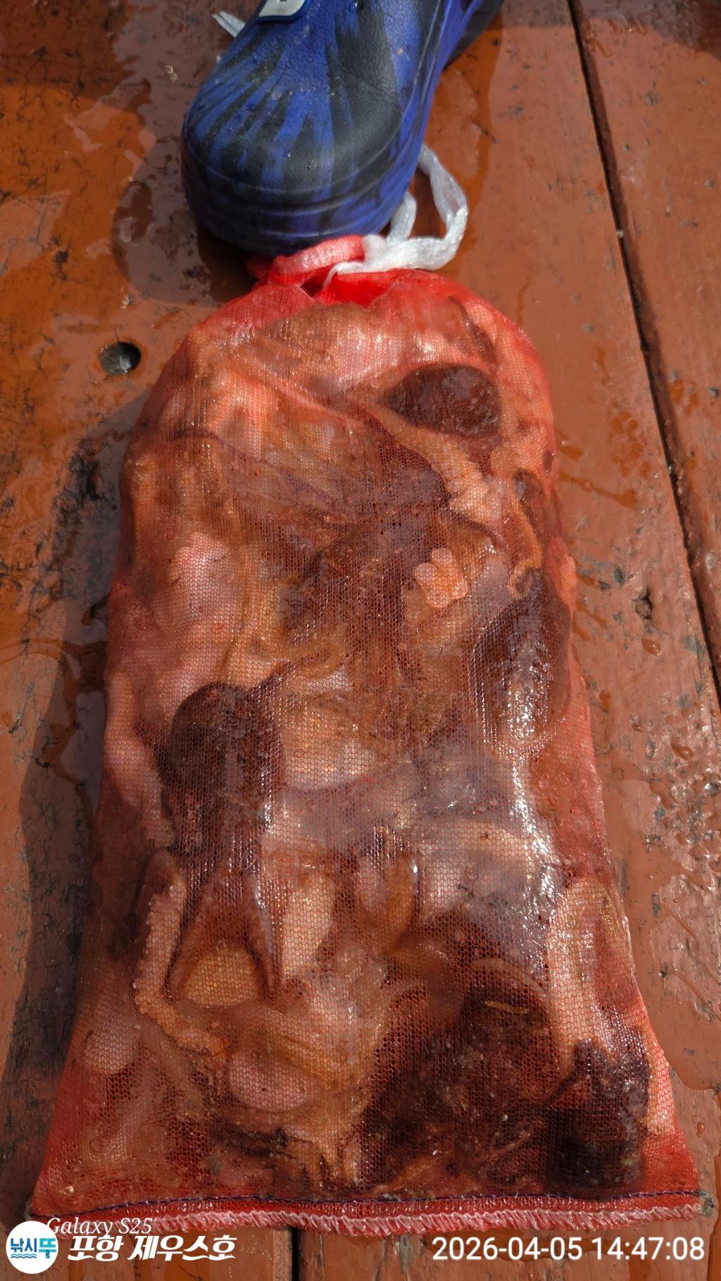 낚시뚜,쭈꾸미,영일만항,포항 제우스호,낚시뚜0