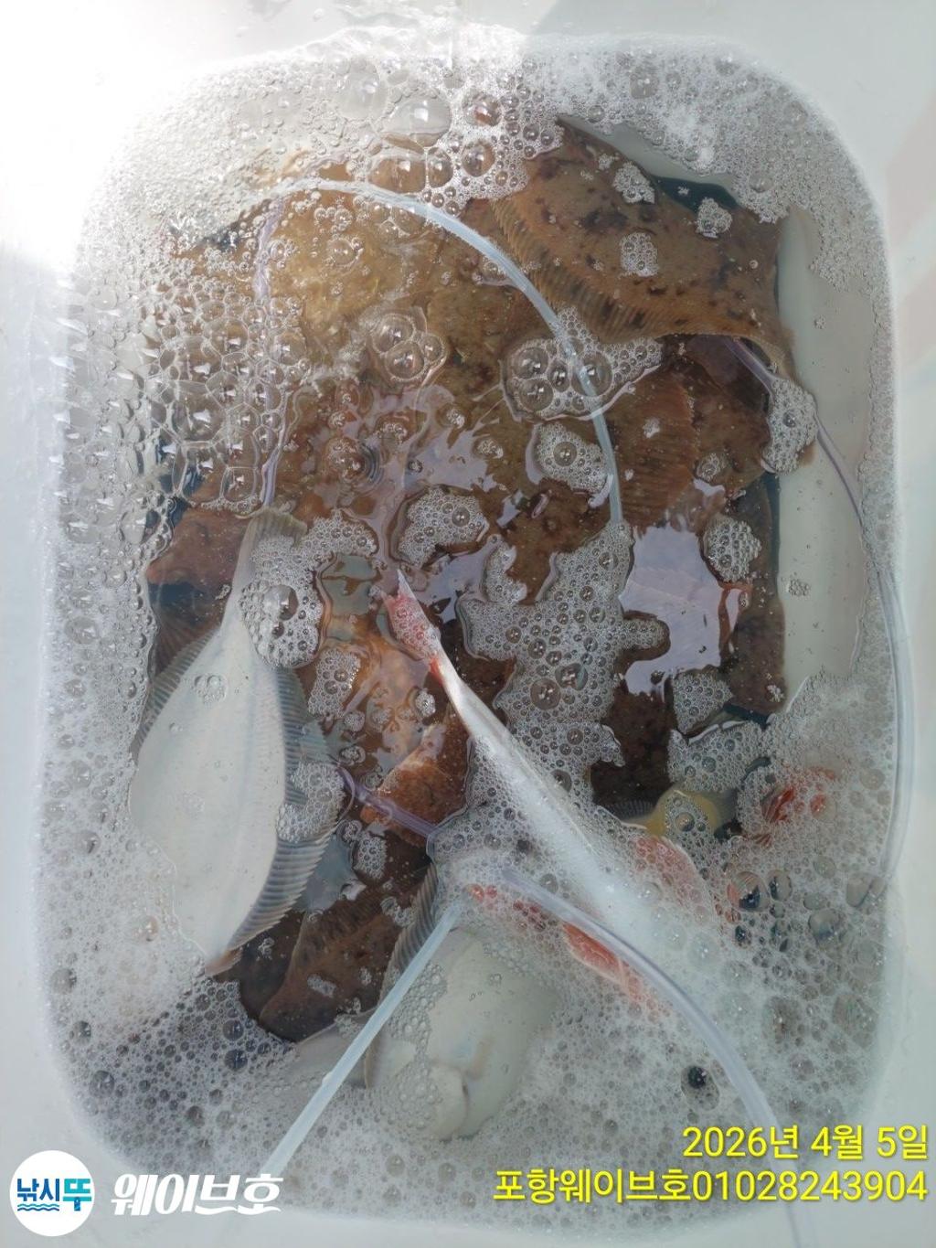 낚시뚜,도다리,가자미,구룡포항,뉴웨이브호,낚시뚜18