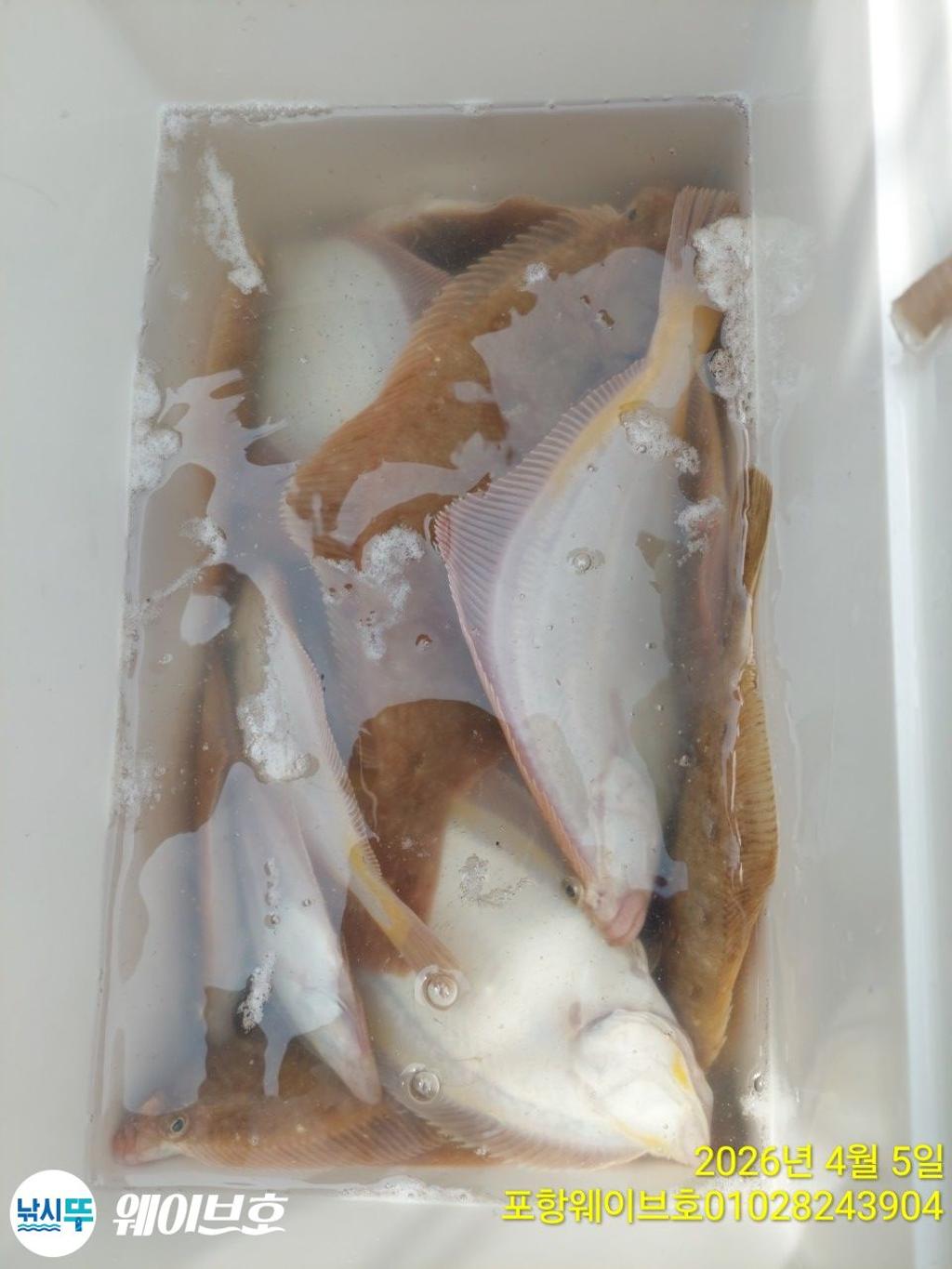 낚시뚜,도다리,가자미,구룡포항,뉴웨이브호,낚시뚜17