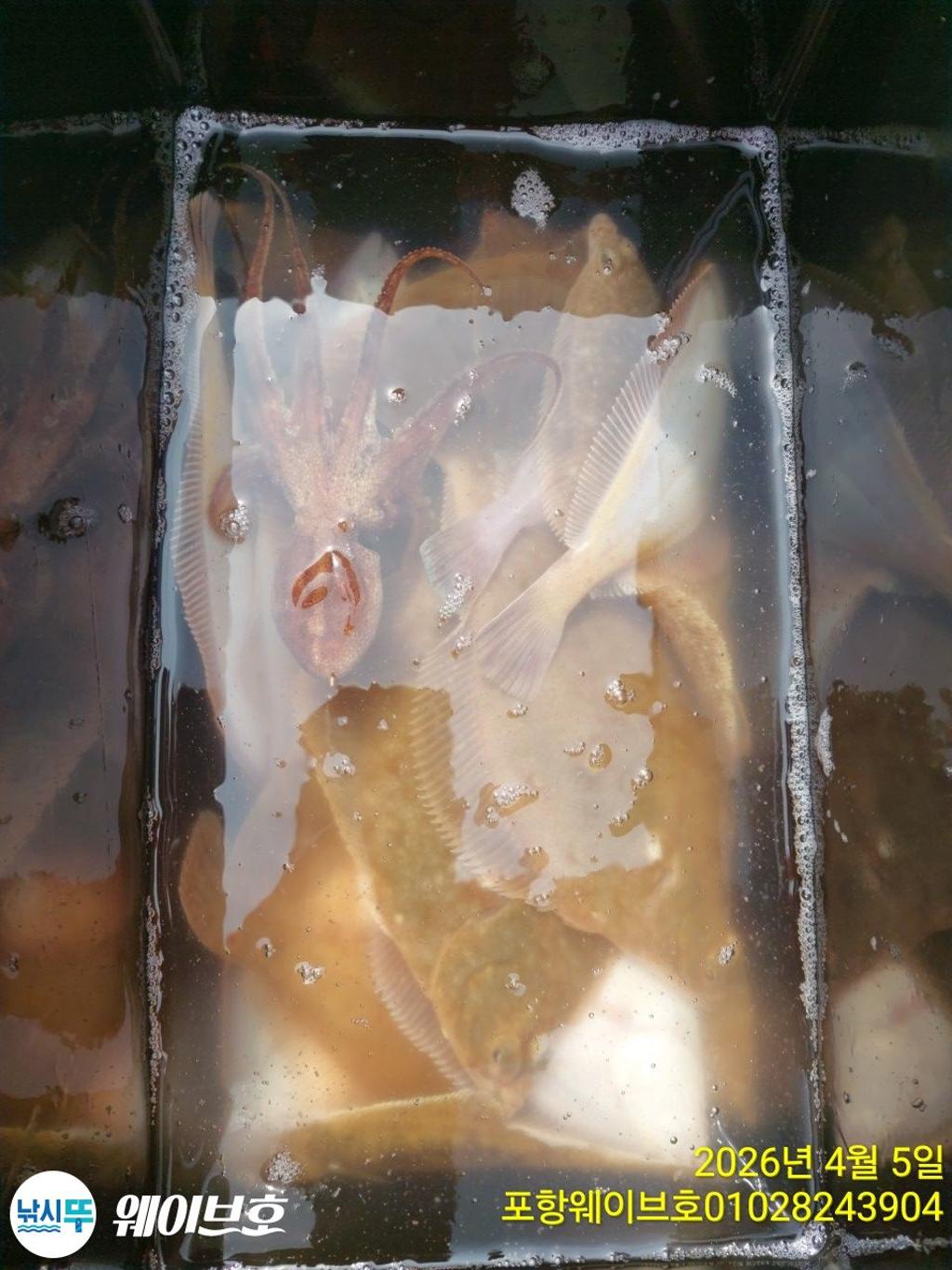 낚시뚜,도다리,가자미,구룡포항,뉴웨이브호,낚시뚜16