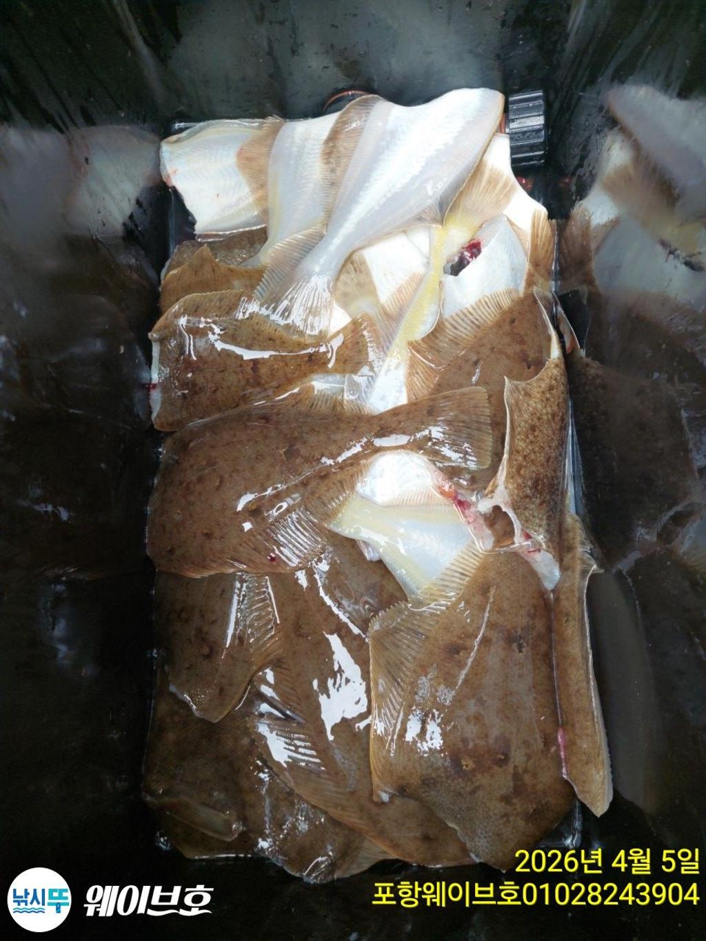 낚시뚜,도다리,가자미,구룡포항,뉴웨이브호,낚시뚜12