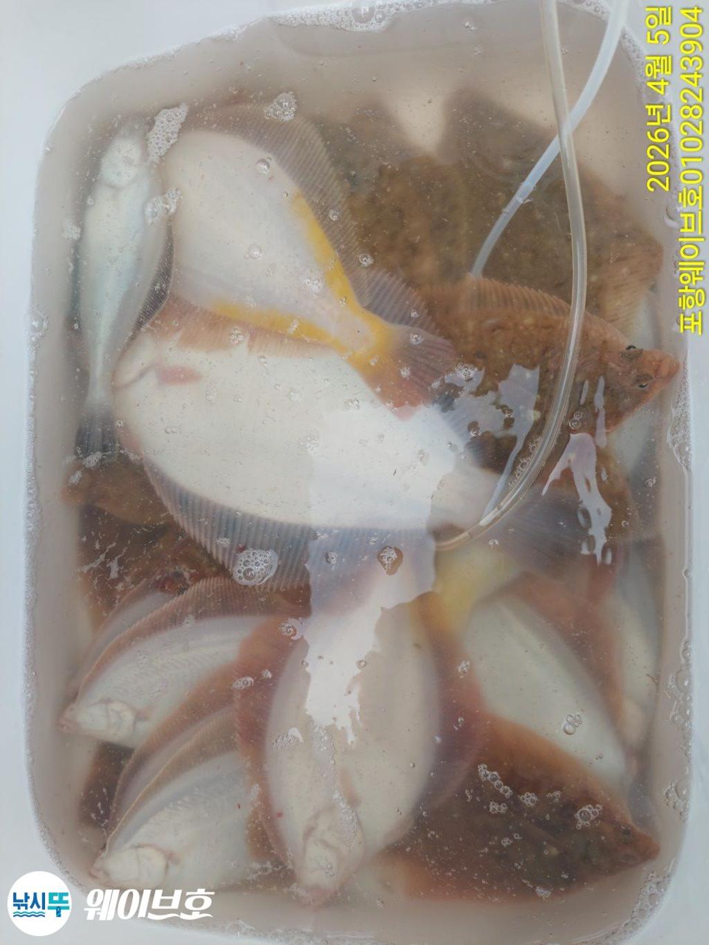 낚시뚜,도다리,가자미,구룡포항,뉴웨이브호,낚시뚜11