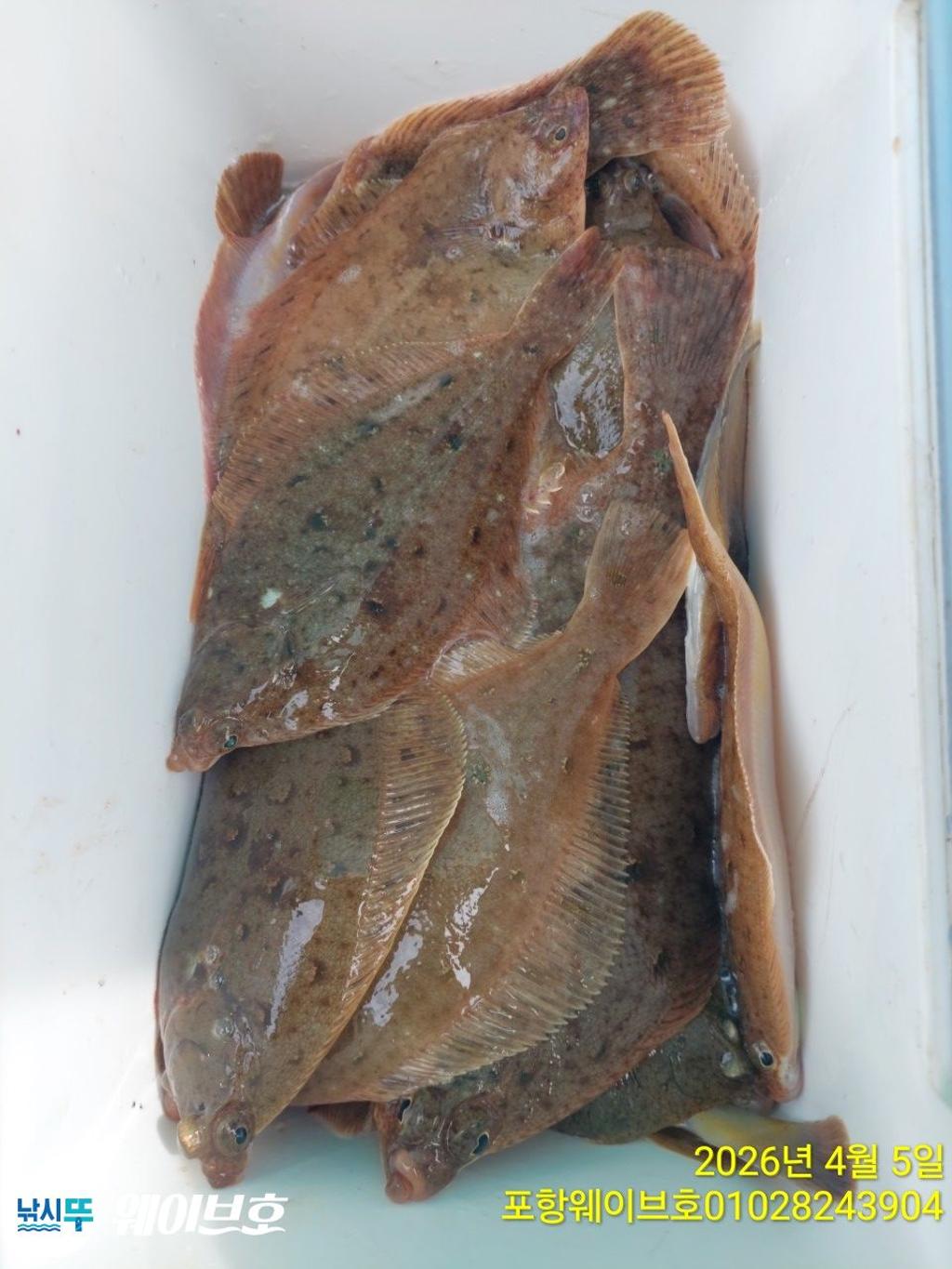 낚시뚜,도다리,가자미,구룡포항,뉴웨이브호,낚시뚜10