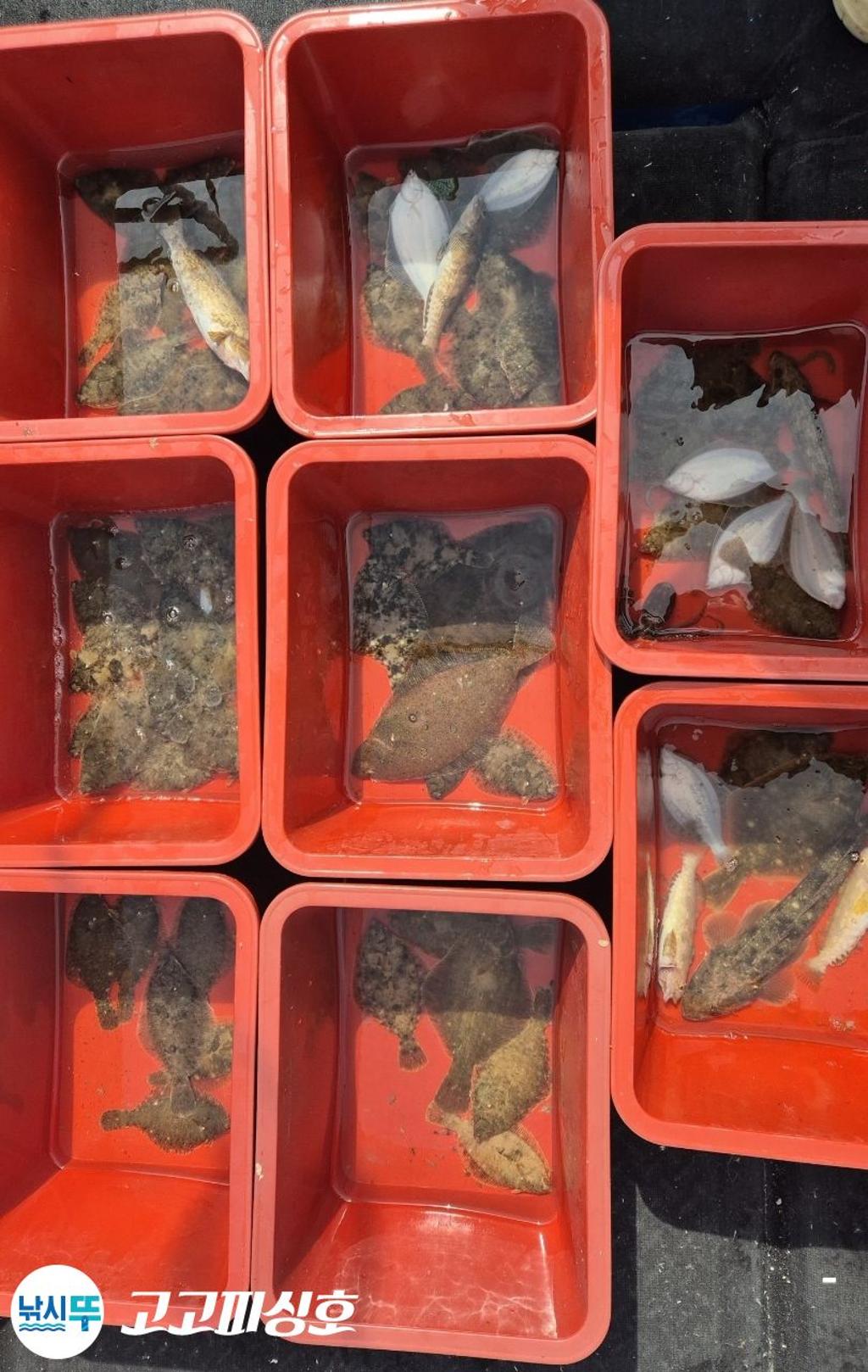 낚시뚜,,속천항(진해),고고피싱호,낚시뚜21