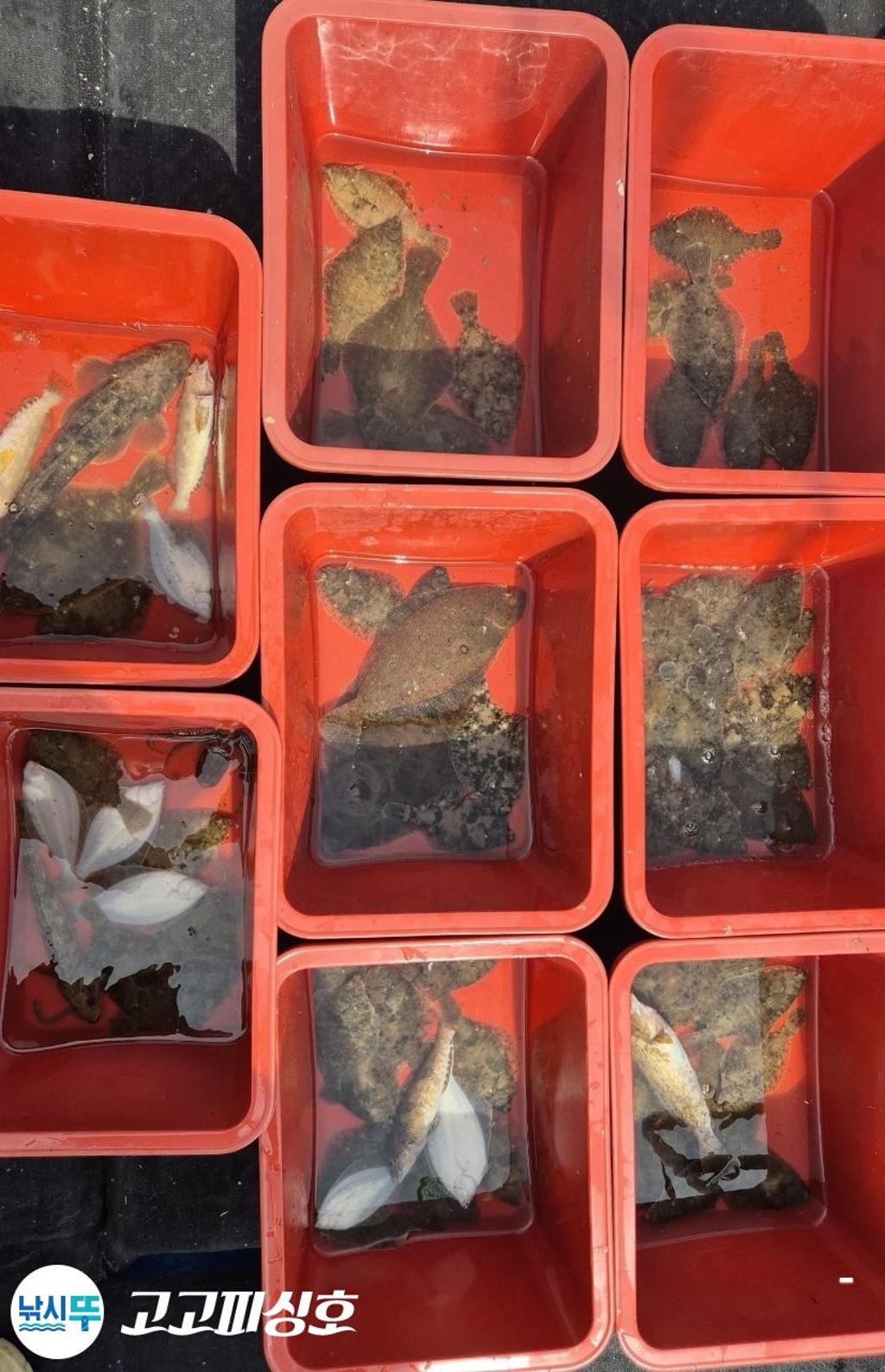 낚시뚜,,속천항(진해),고고피싱호,낚시뚜20