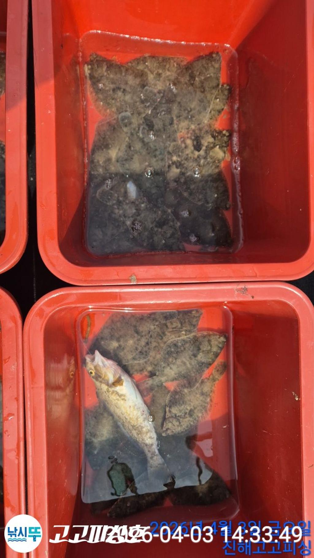 낚시뚜,,속천항(진해),고고피싱호,낚시뚜18