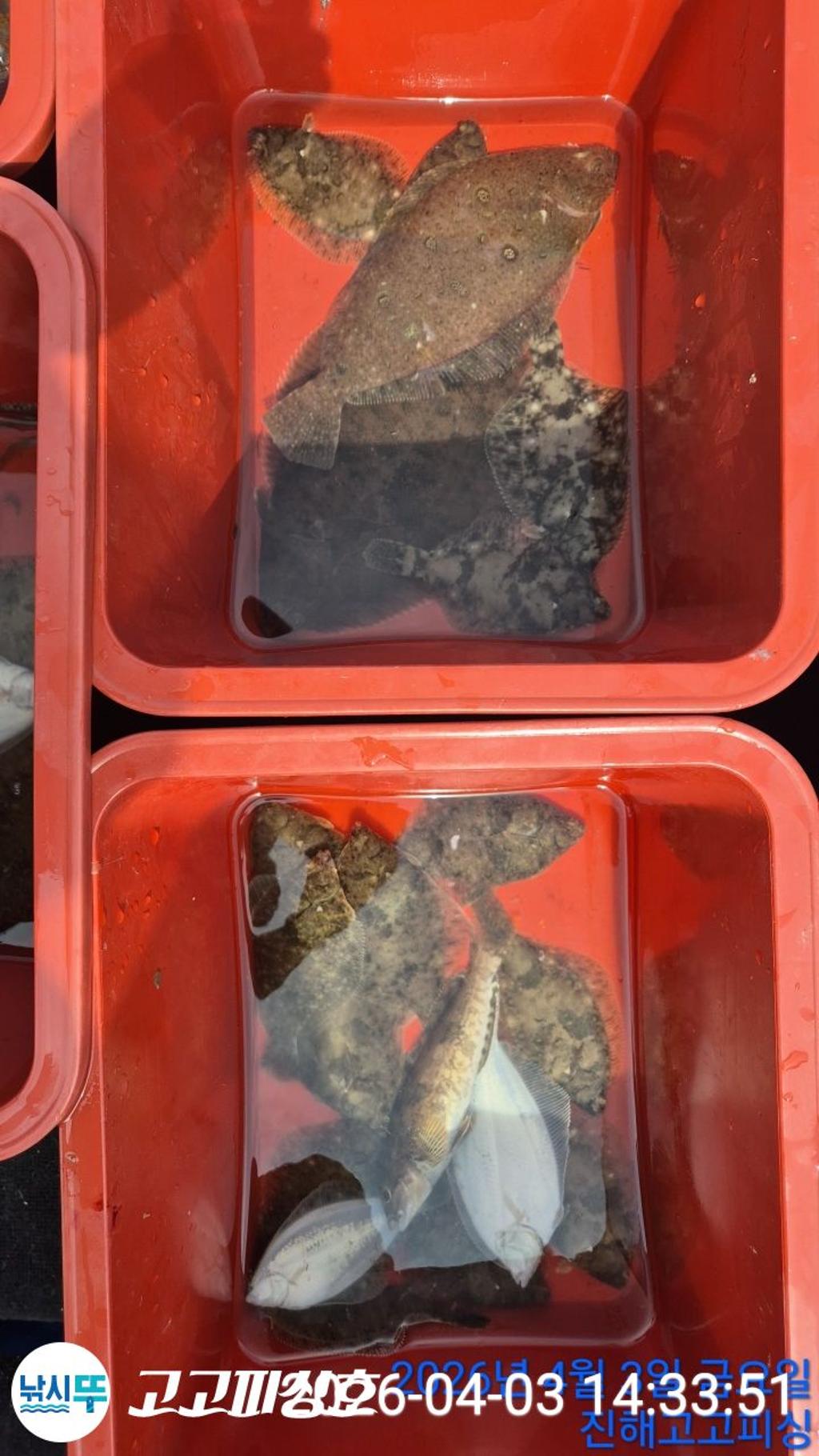 낚시뚜,,속천항(진해),고고피싱호,낚시뚜17