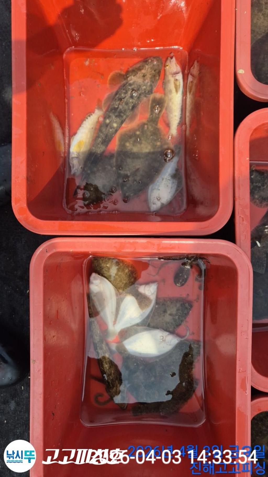 낚시뚜,,속천항(진해),고고피싱호,낚시뚜14