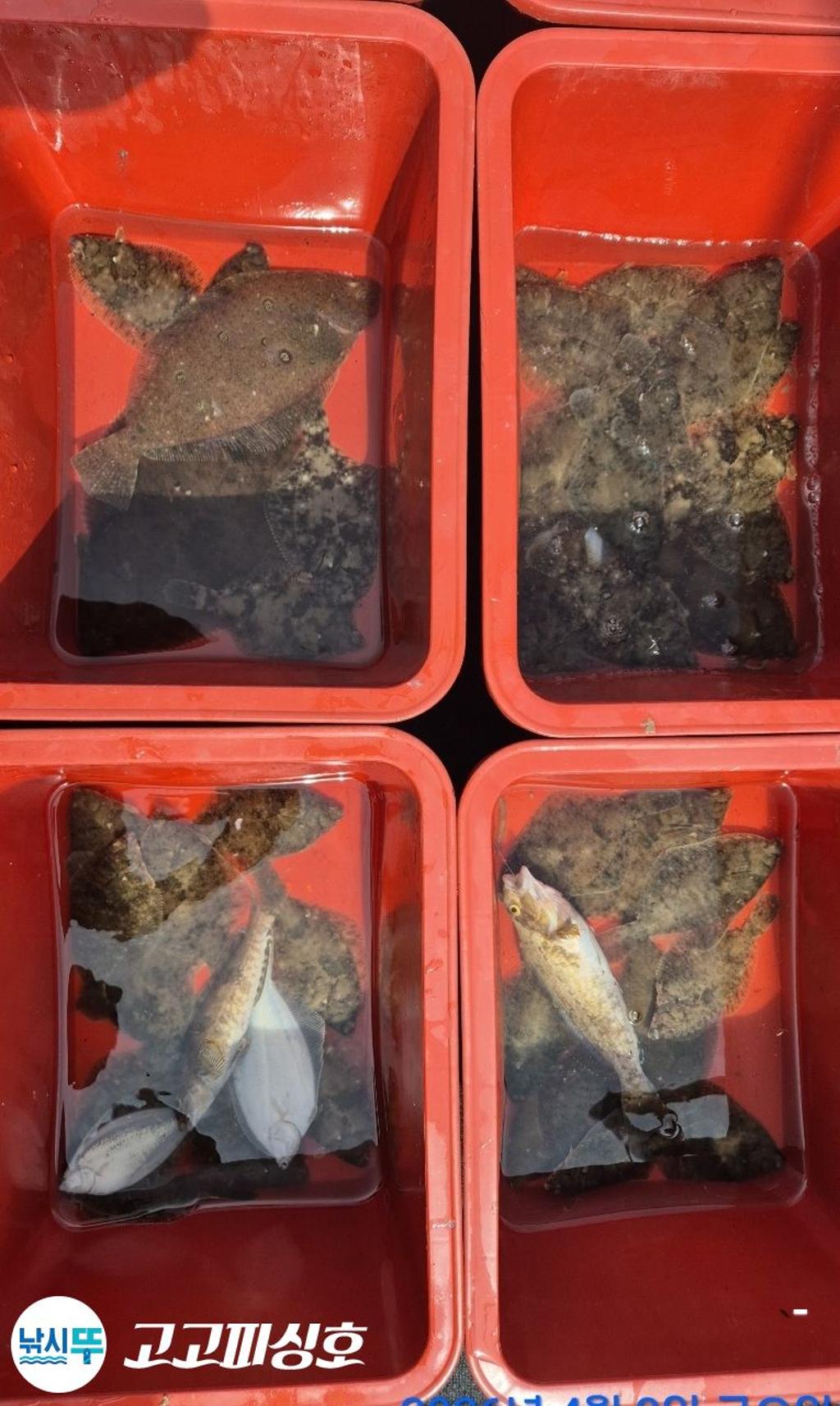 낚시뚜,,속천항(진해),고고피싱호,낚시뚜11