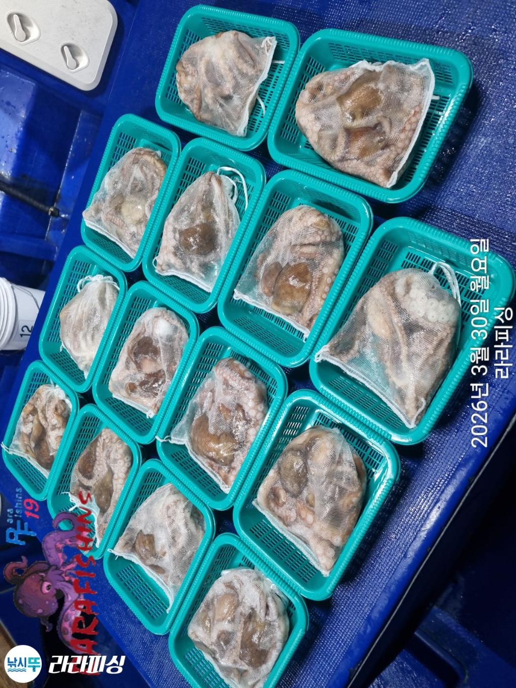 낚시뚜,낙지,돌문어,속천항(진해),라라피싱,낚시뚜13
