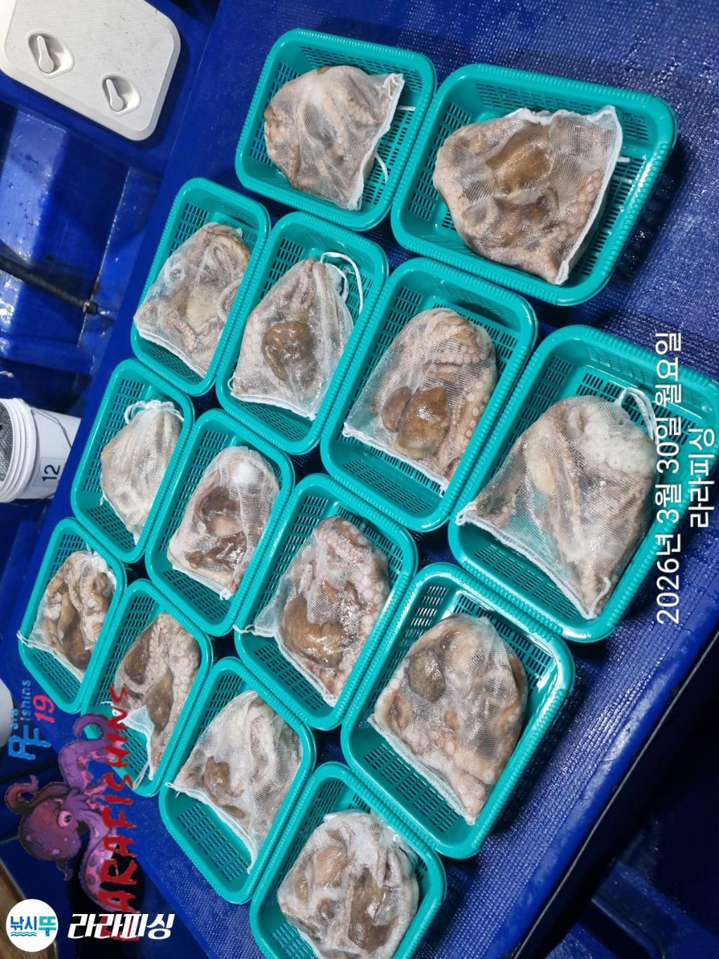 낚시뚜,낙지,돌문어,속천항(진해),라라피싱,낚시뚜12