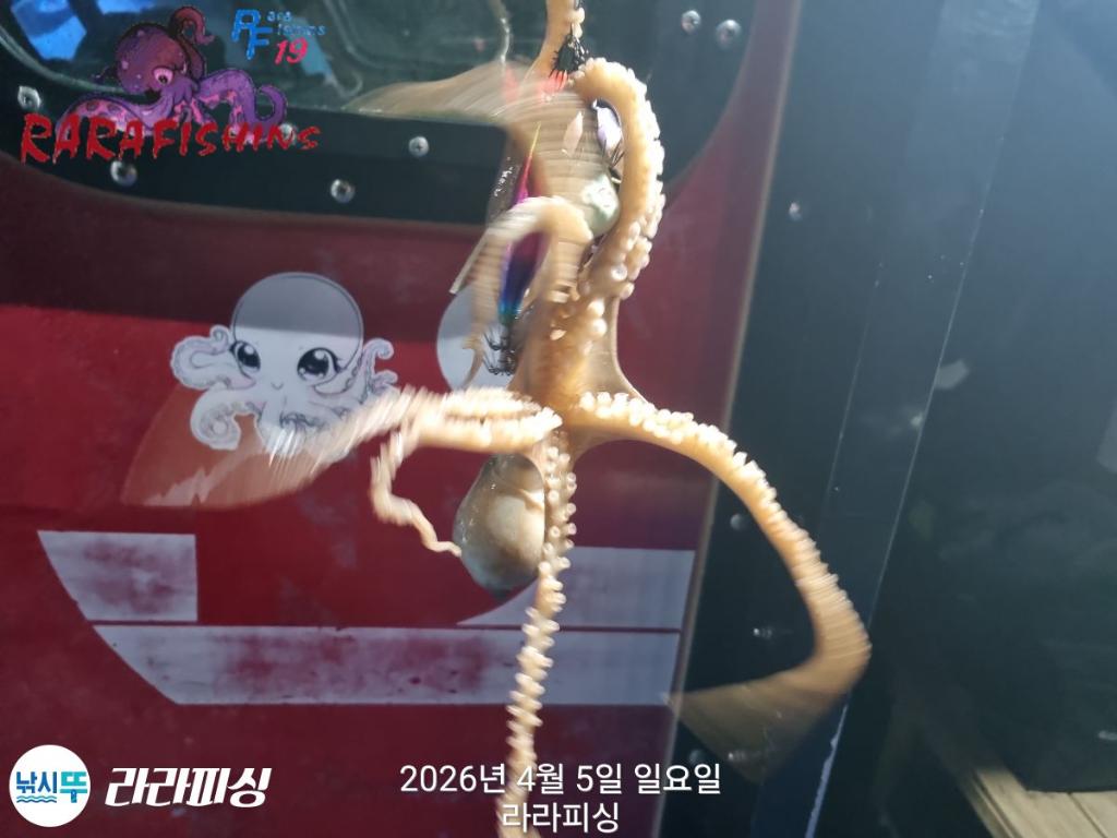 낚시뚜,낙지,돌문어,속천항(진해),라라피싱,낚시뚜6