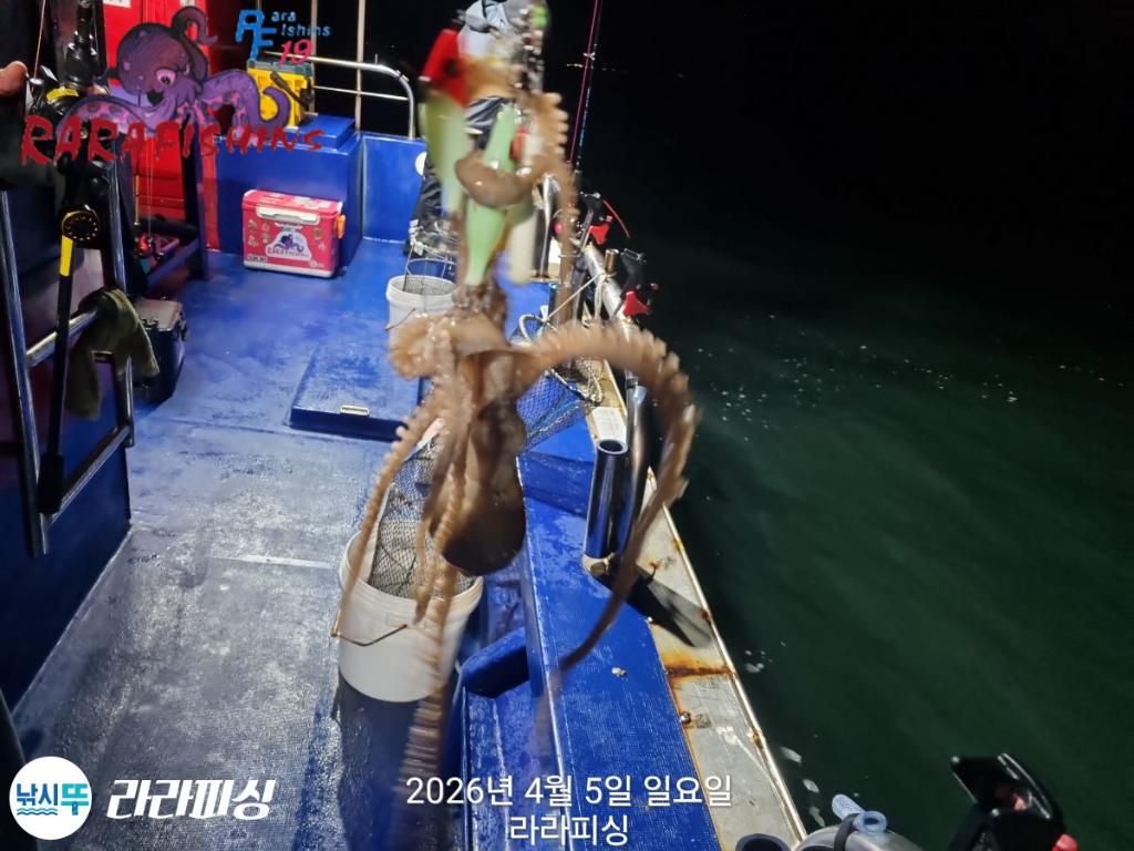 낚시뚜,낙지,돌문어,속천항(진해),라라피싱,낚시뚜4