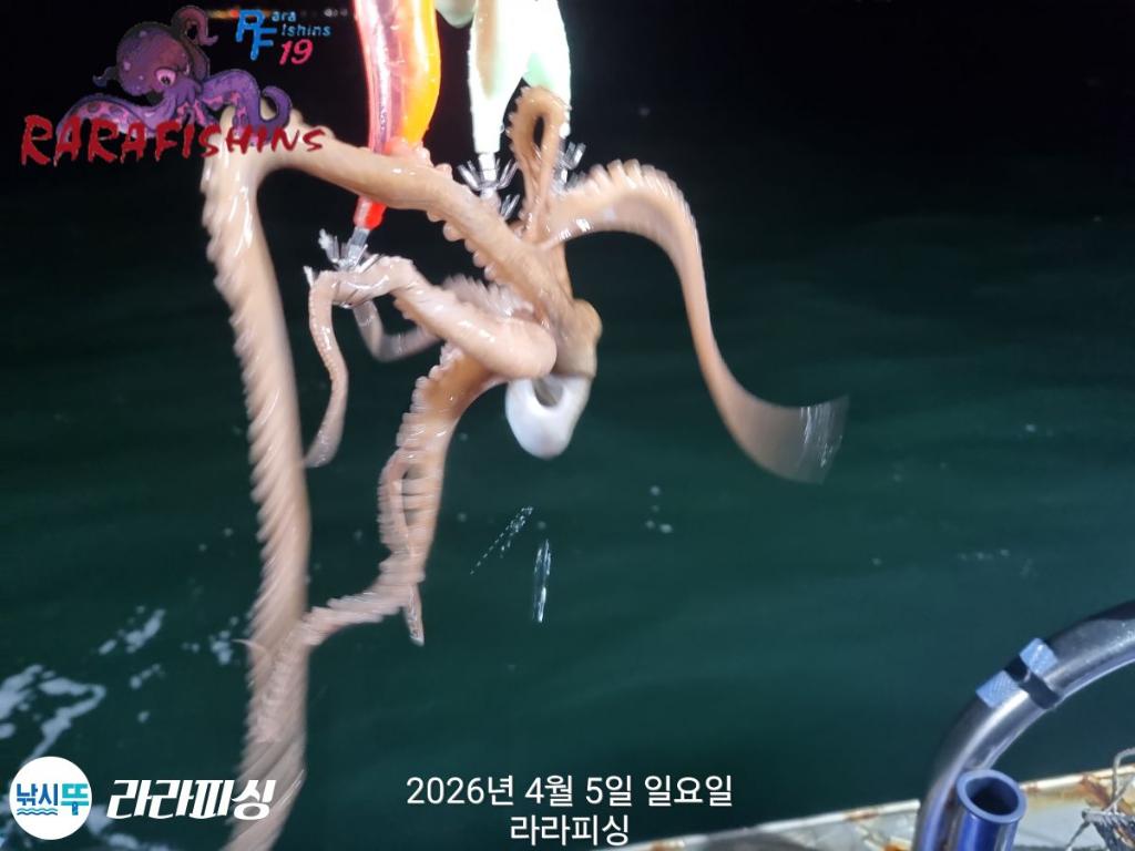 낚시뚜,낙지,돌문어,속천항(진해),라라피싱,낚시뚜2
