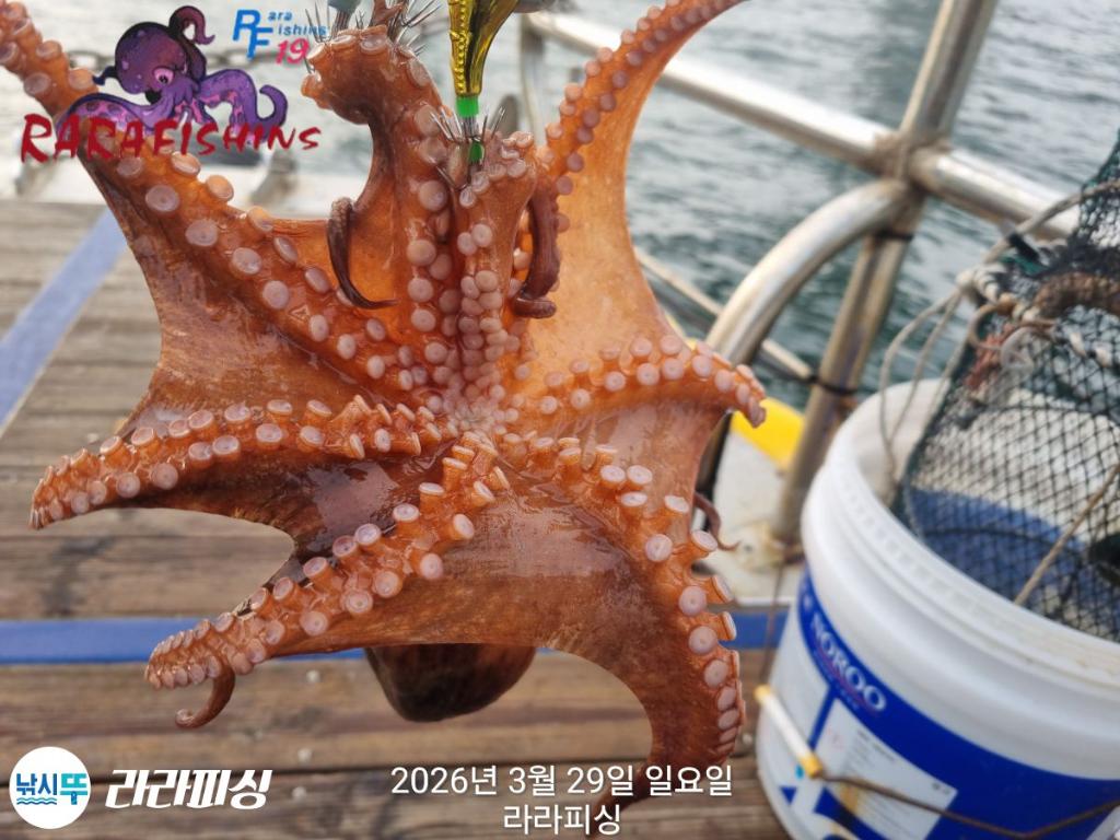 낚시뚜,낙지,돌문어,속천항(진해),라라피싱,낚시뚜25