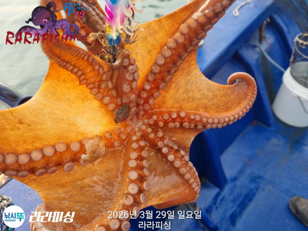 낚시뚜,낙지,돌문어,속천항(진해),라라피싱,낚시뚜24