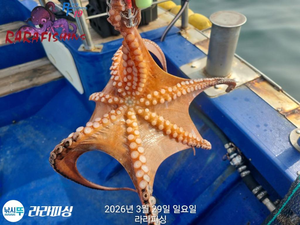 낚시뚜,낙지,돌문어,속천항(진해),라라피싱,낚시뚜23