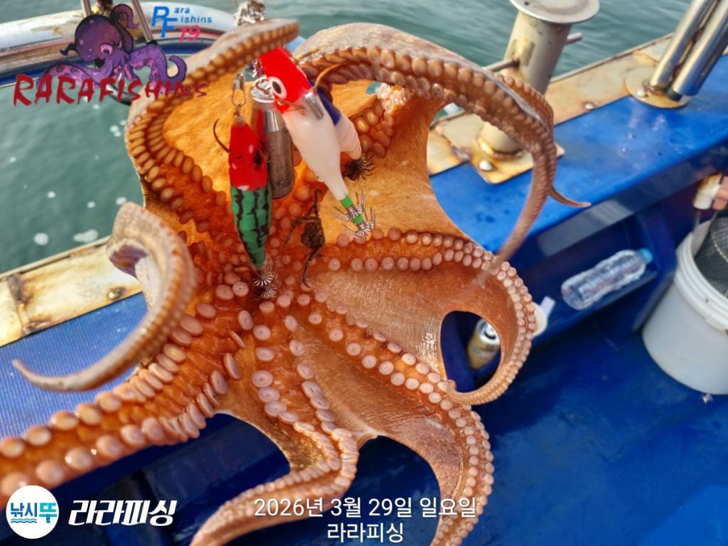 낚시뚜,낙지,돌문어,속천항(진해),라라피싱,낚시뚜22