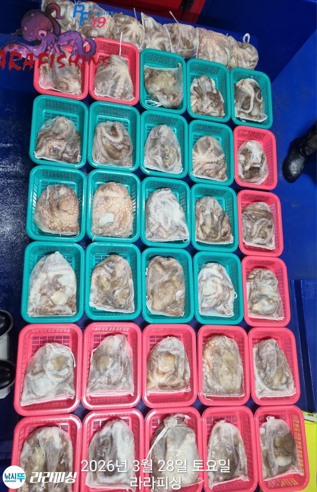 낚시뚜,낙지,돌문어,속천항(진해),라라피싱,낚시뚜15