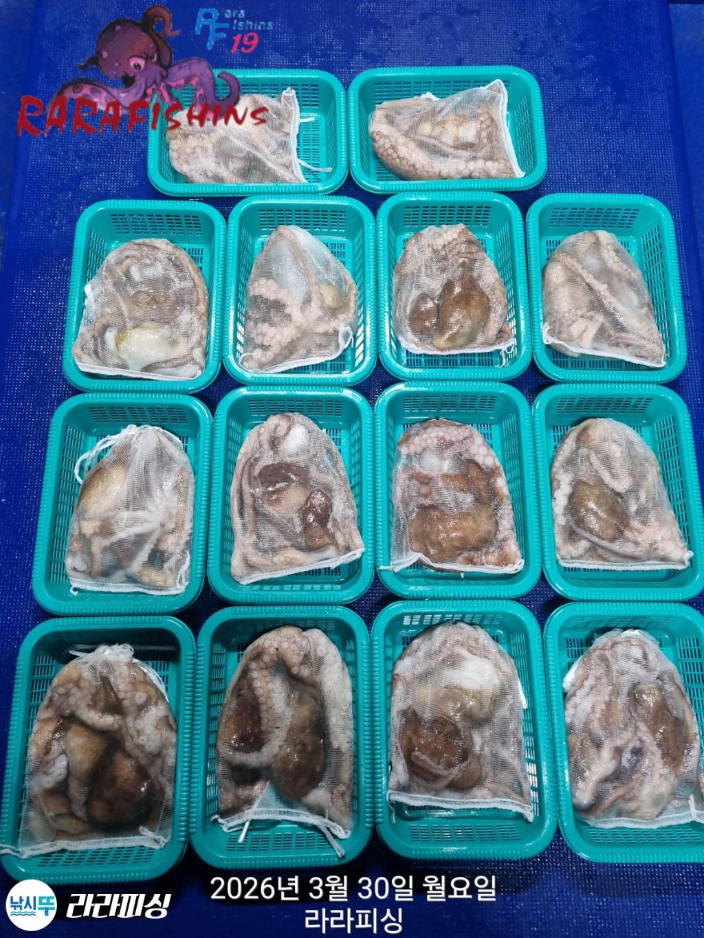 낚시뚜,낙지,돌문어,속천항(진해),라라피싱,낚시뚜13