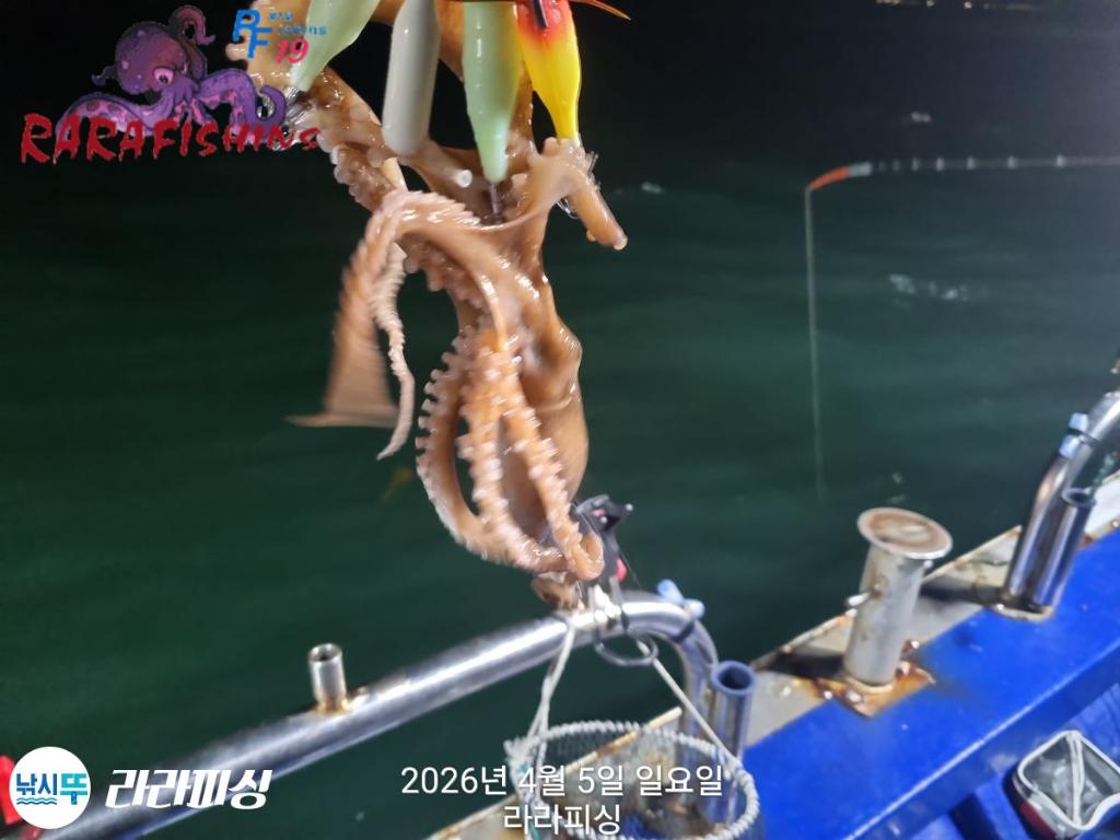 낚시뚜,낙지,돌문어,속천항(진해),라라피싱,낚시뚜10