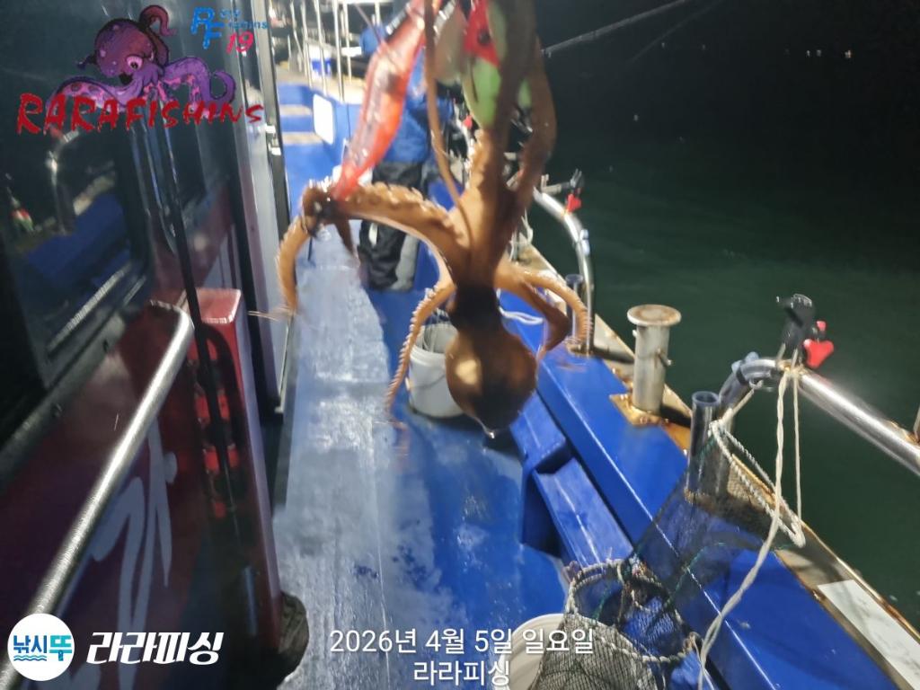 낚시뚜,낙지,돌문어,속천항(진해),라라피싱,낚시뚜9
