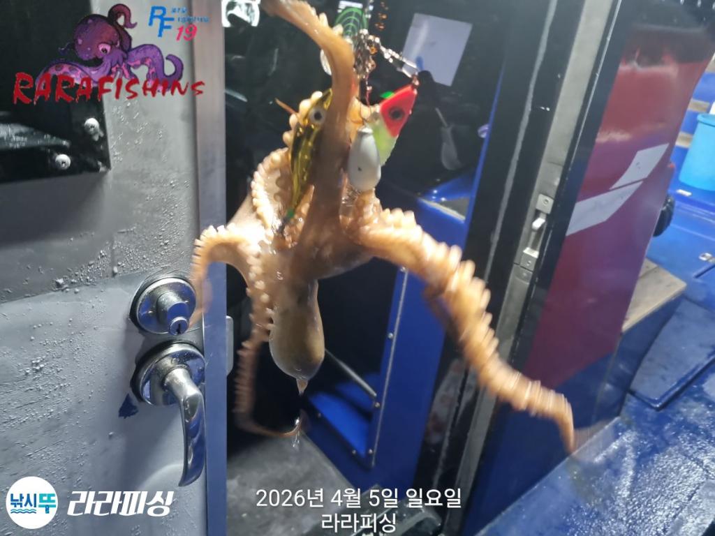 낚시뚜,낙지,돌문어,속천항(진해),라라피싱,낚시뚜2