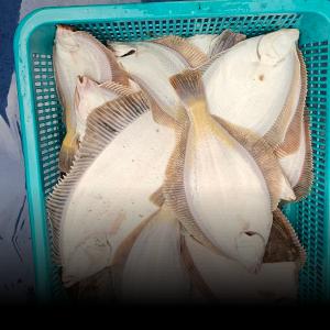 조황, 4.6 포항왕도다리 조황   깻잎팔이싫은분  요기요