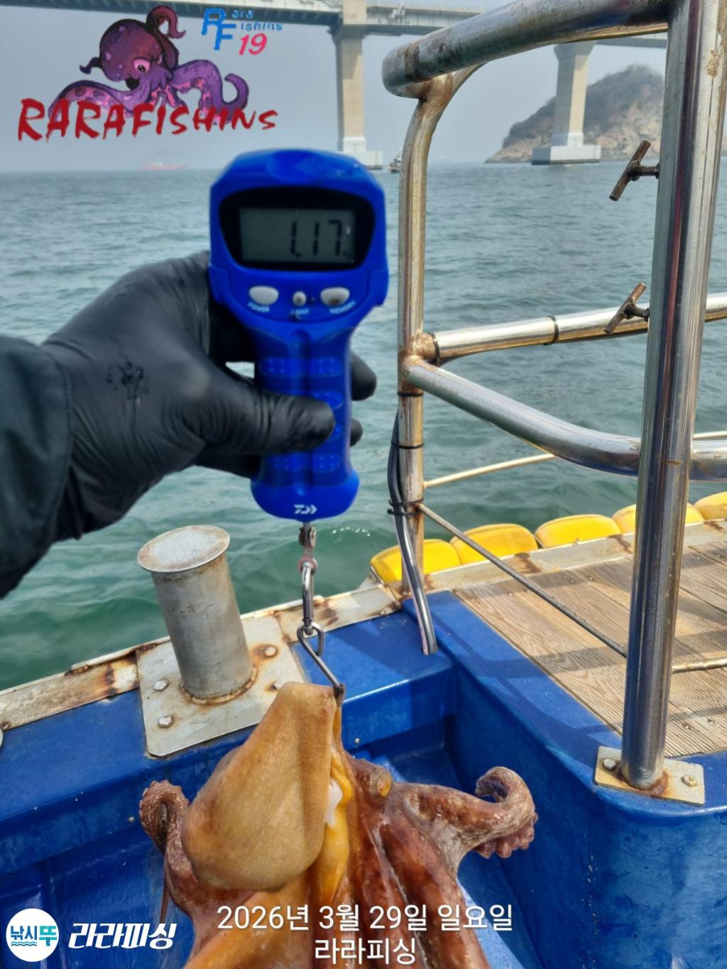 낚시뚜,낙지,돌문어,속천항(진해),라라피싱,낚시뚜24