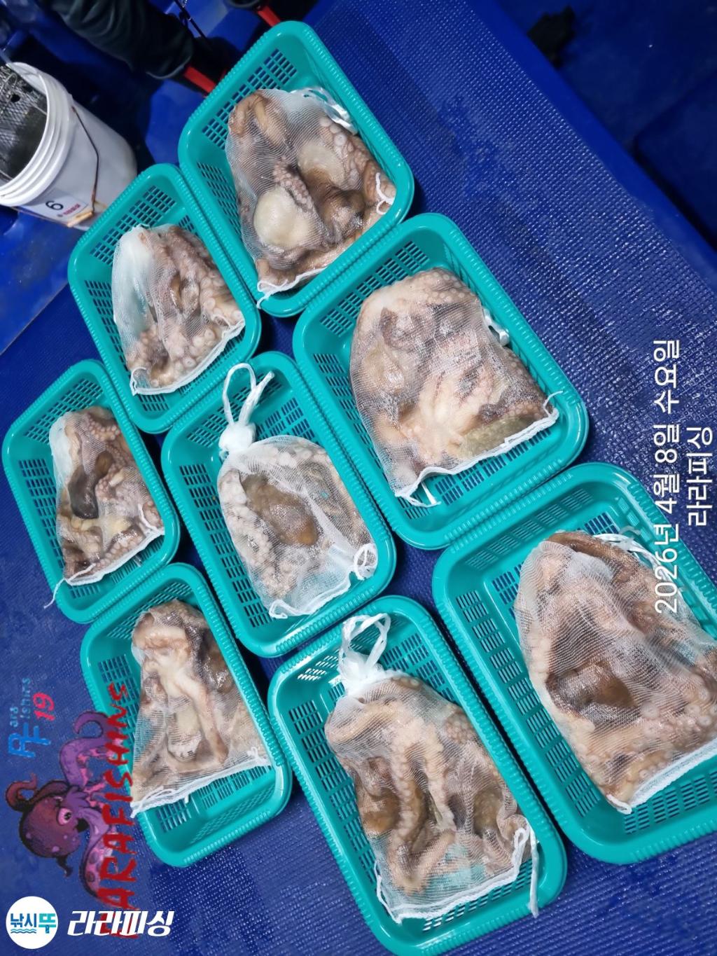 낚시뚜,낙지,돌문어,속천항(진해),라라피싱,낚시뚜15