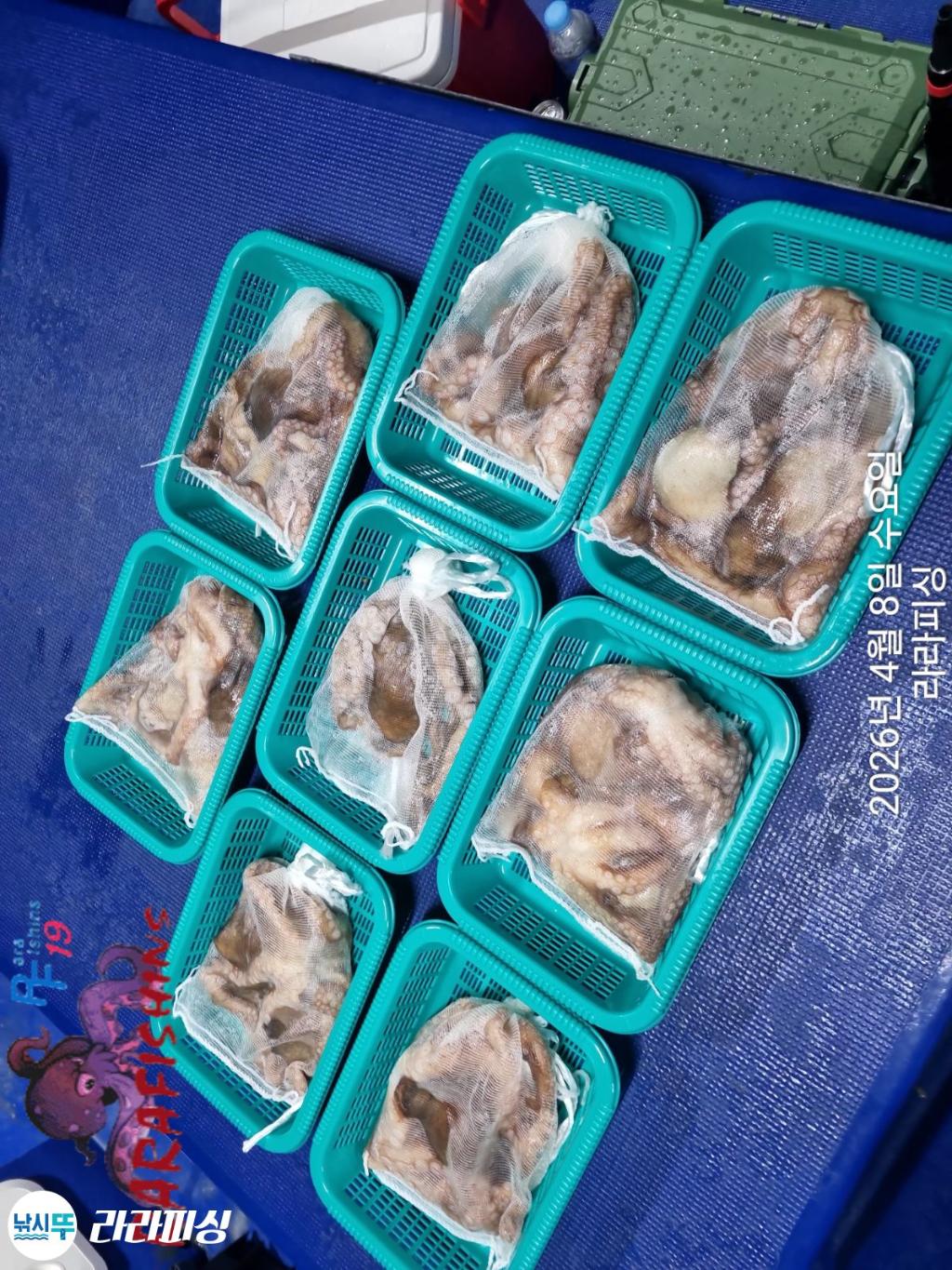 낚시뚜,낙지,돌문어,속천항(진해),라라피싱,낚시뚜14