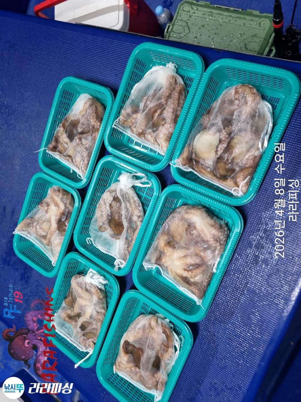 낚시뚜,낙지,돌문어,속천항(진해),라라피싱,낚시뚜13