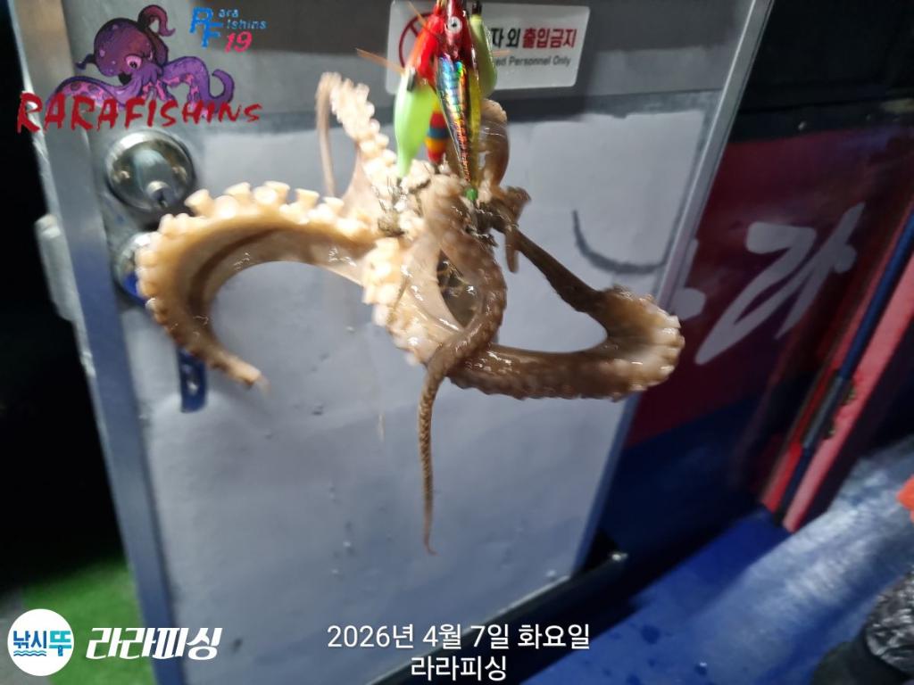 낚시뚜,낙지,돌문어,속천항(진해),라라피싱,낚시뚜12