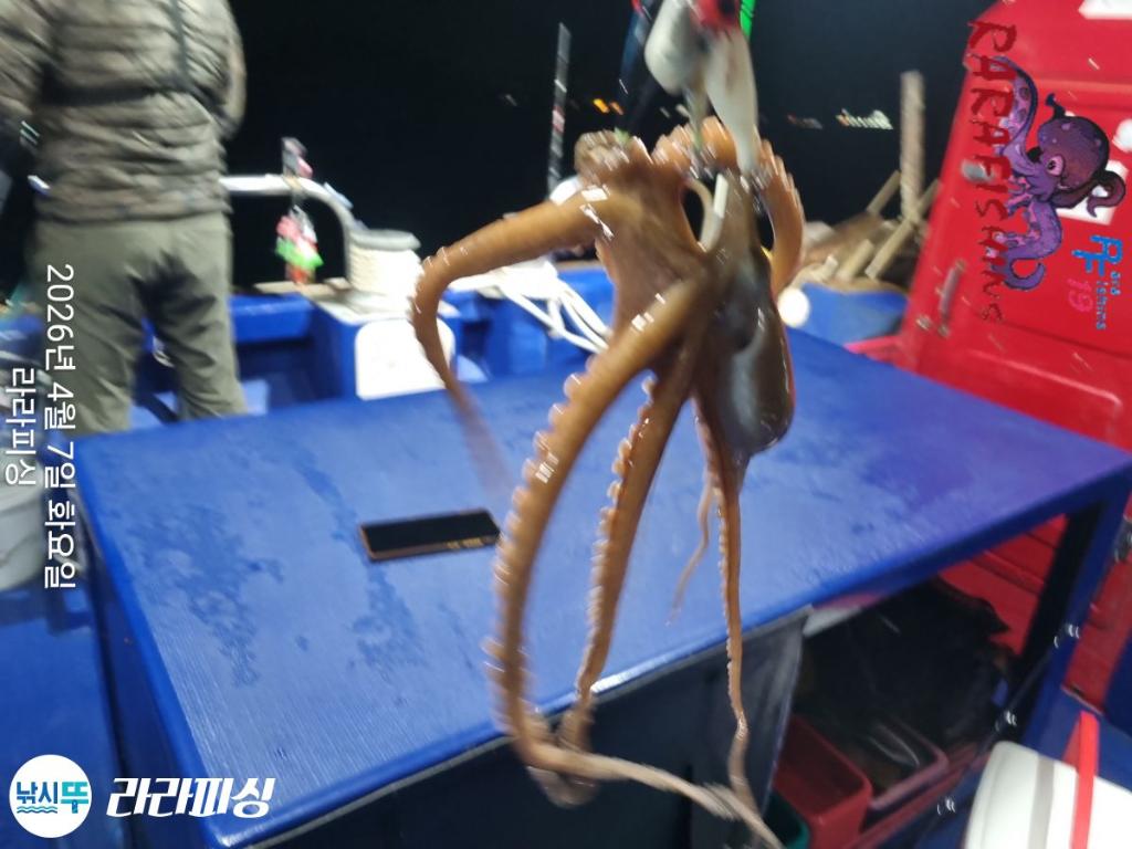 낚시뚜,낙지,돌문어,속천항(진해),라라피싱,낚시뚜8