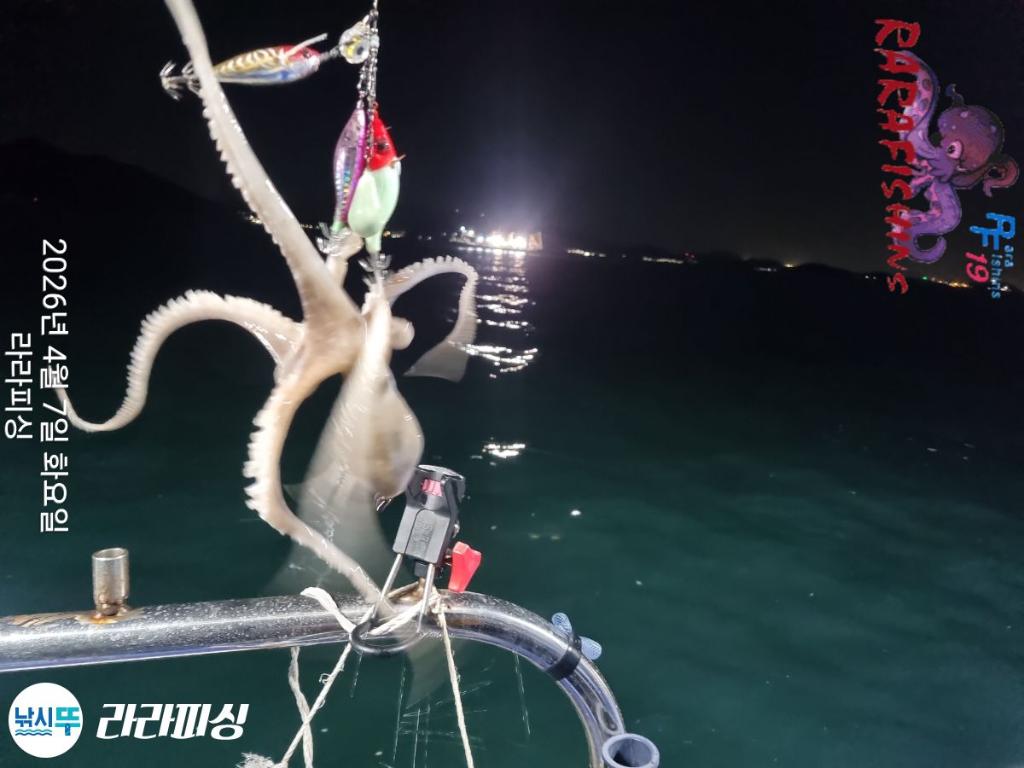 낚시뚜,낙지,돌문어,속천항(진해),라라피싱,낚시뚜4